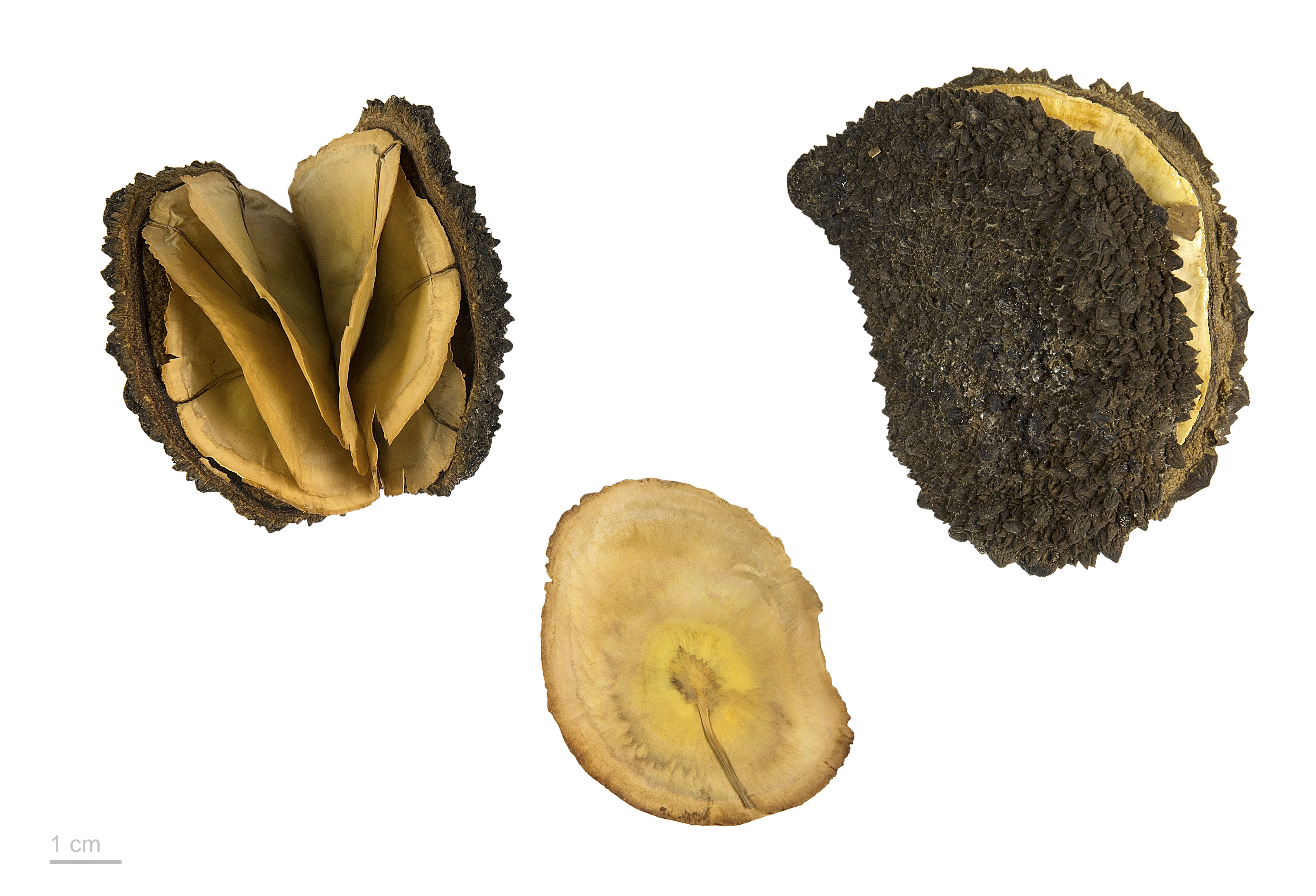 Aspidosperma carapanauba MHNT.BOT.2018.6.2