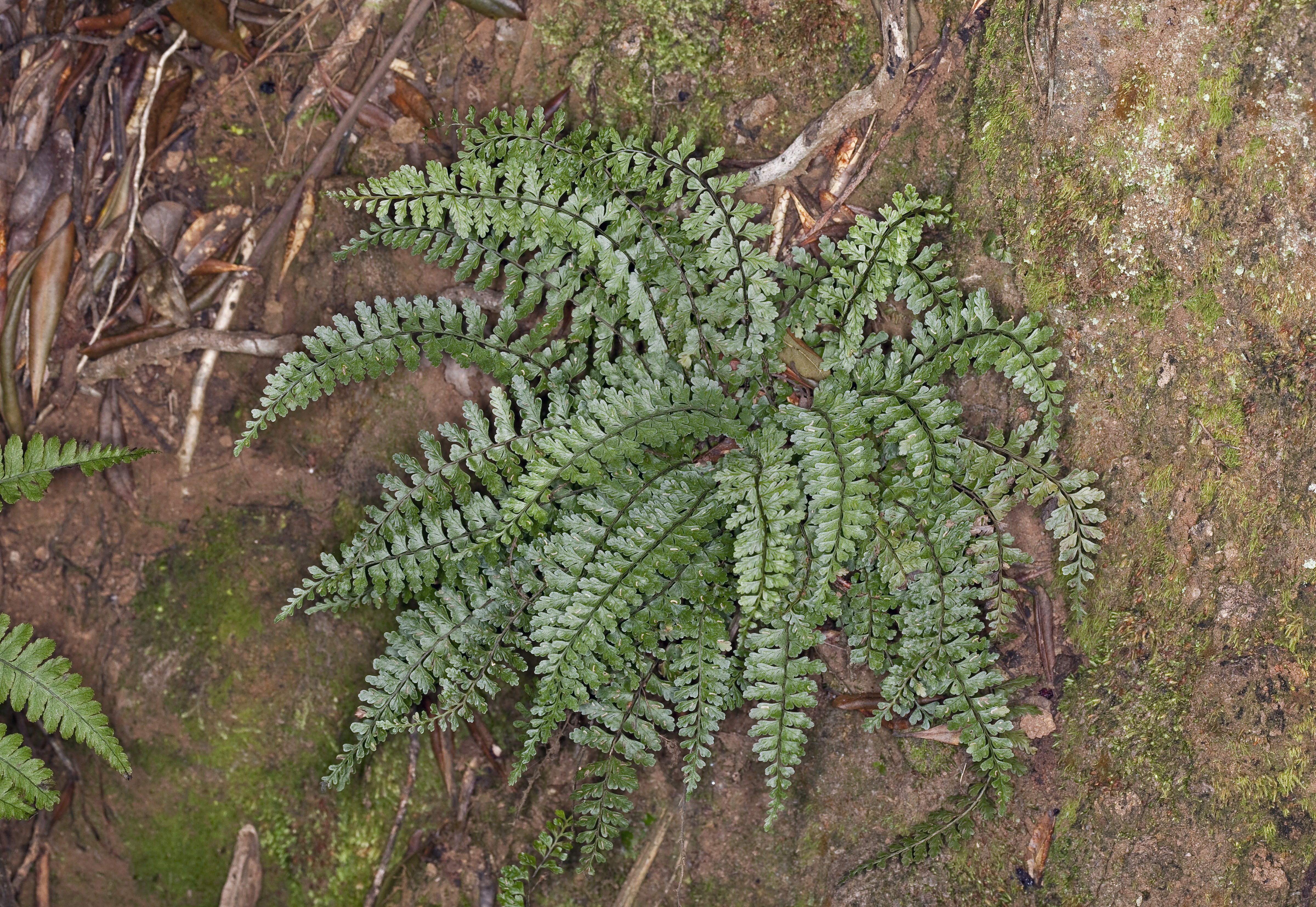 Asplenium macraei (Macrae's spleenwort) (5103830784)