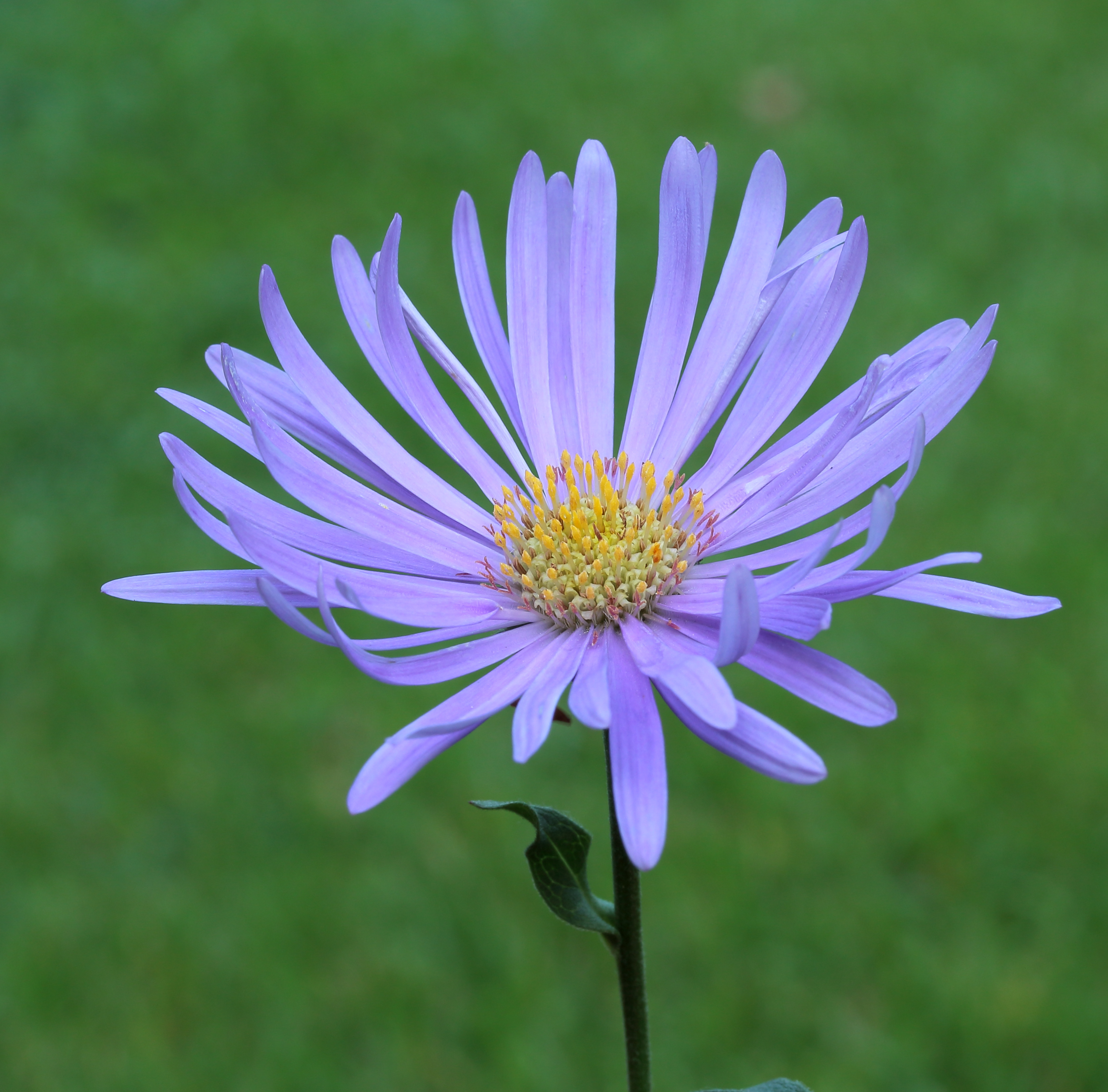 Aster thomsonii. Locatie, Tuinreservaat Jonkervallei 02