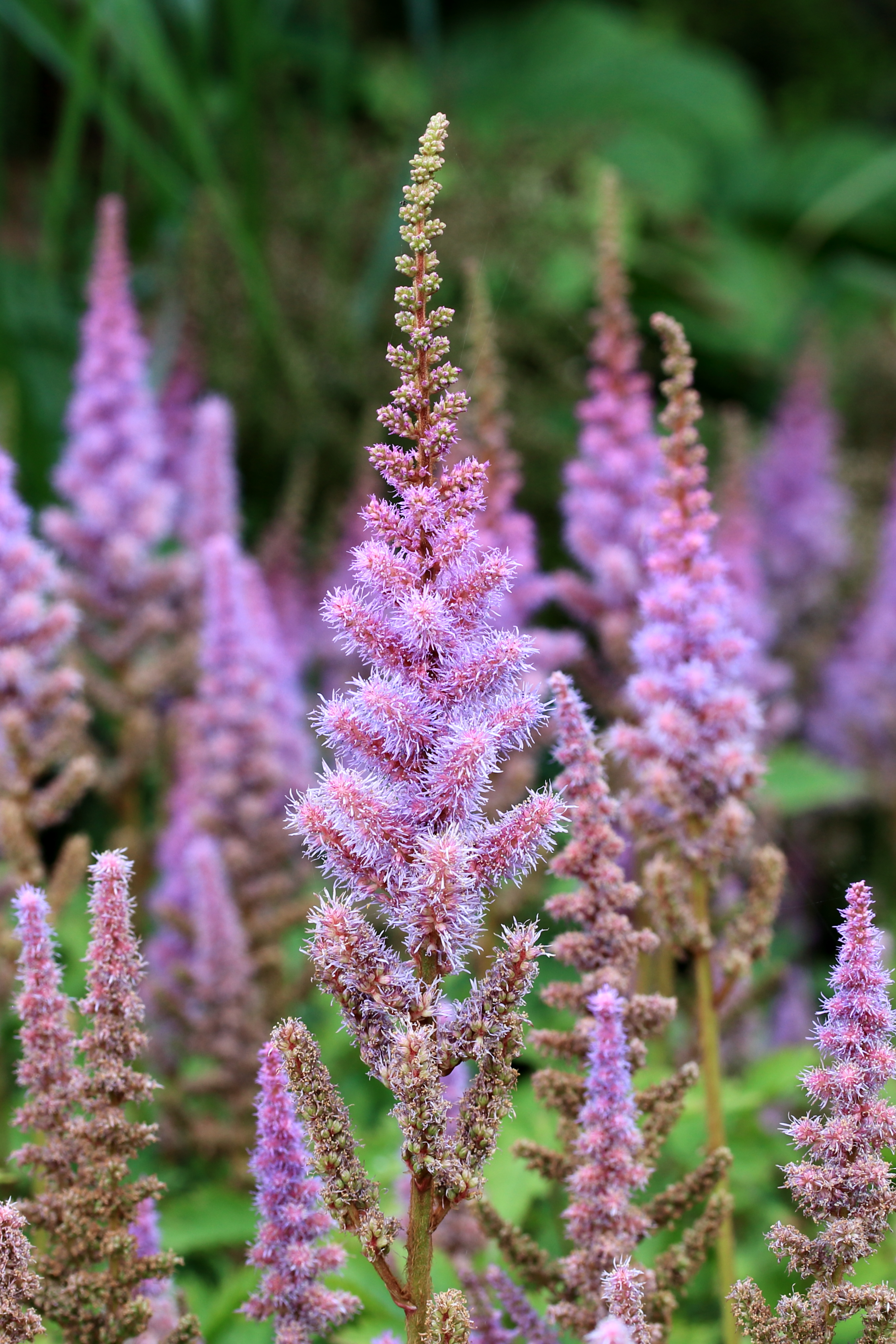 Astilbe chinensis pumila. Locatie De Kruidhof