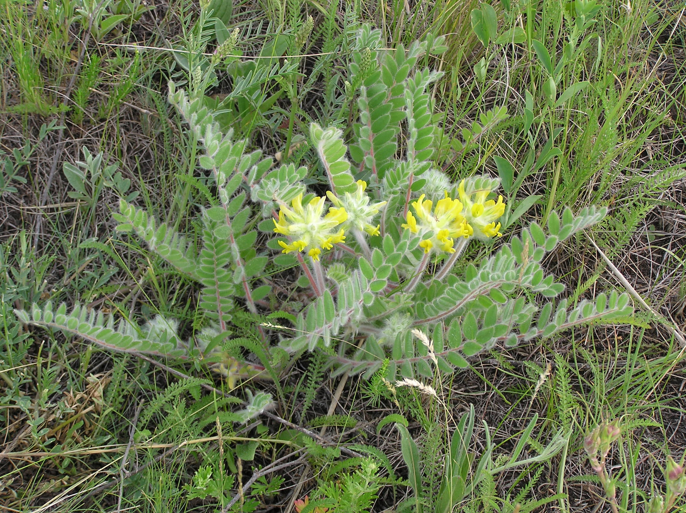 Astragalus dasyanthus habitus 1
