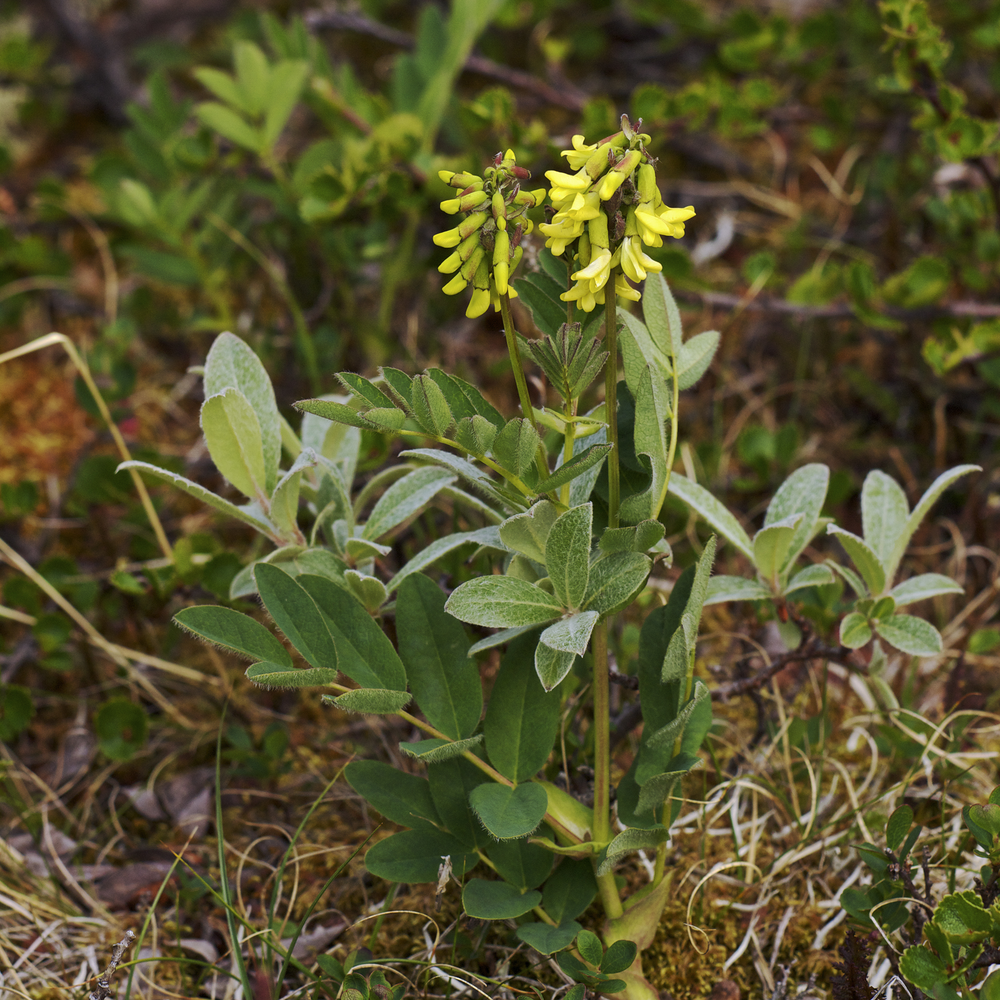 Astragalus frigidus LC0326