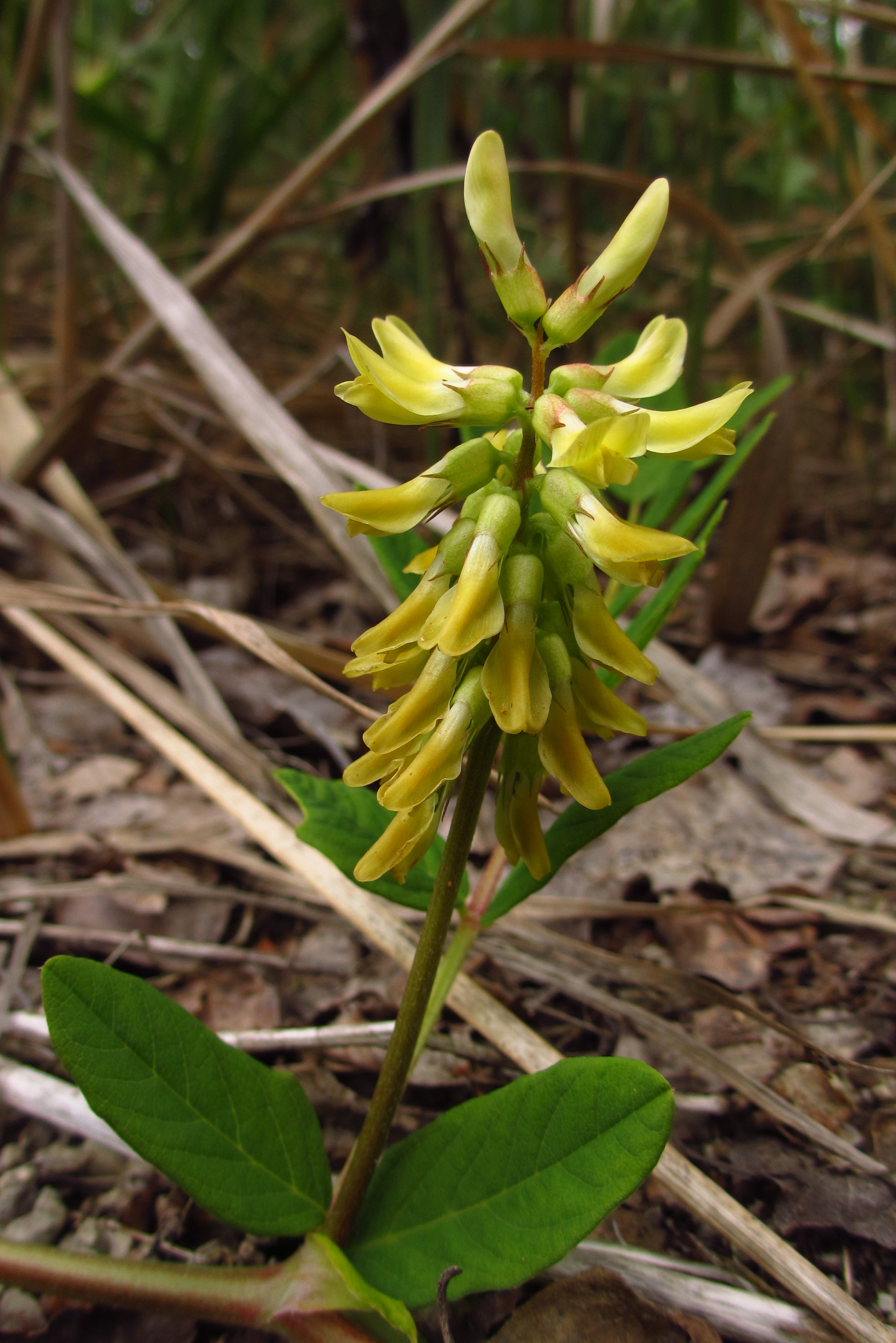 Astragalus glycyphyllos Eestis