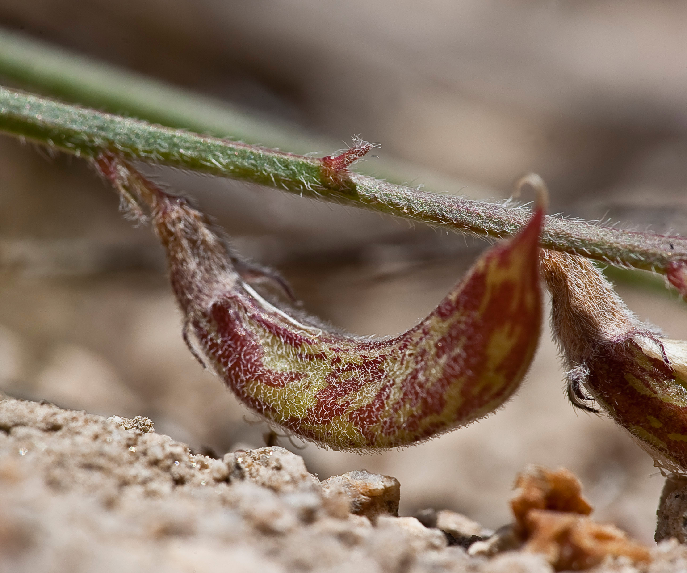 Astragalus shevockii (Little Kern milkvetch), fruit (31828194384)