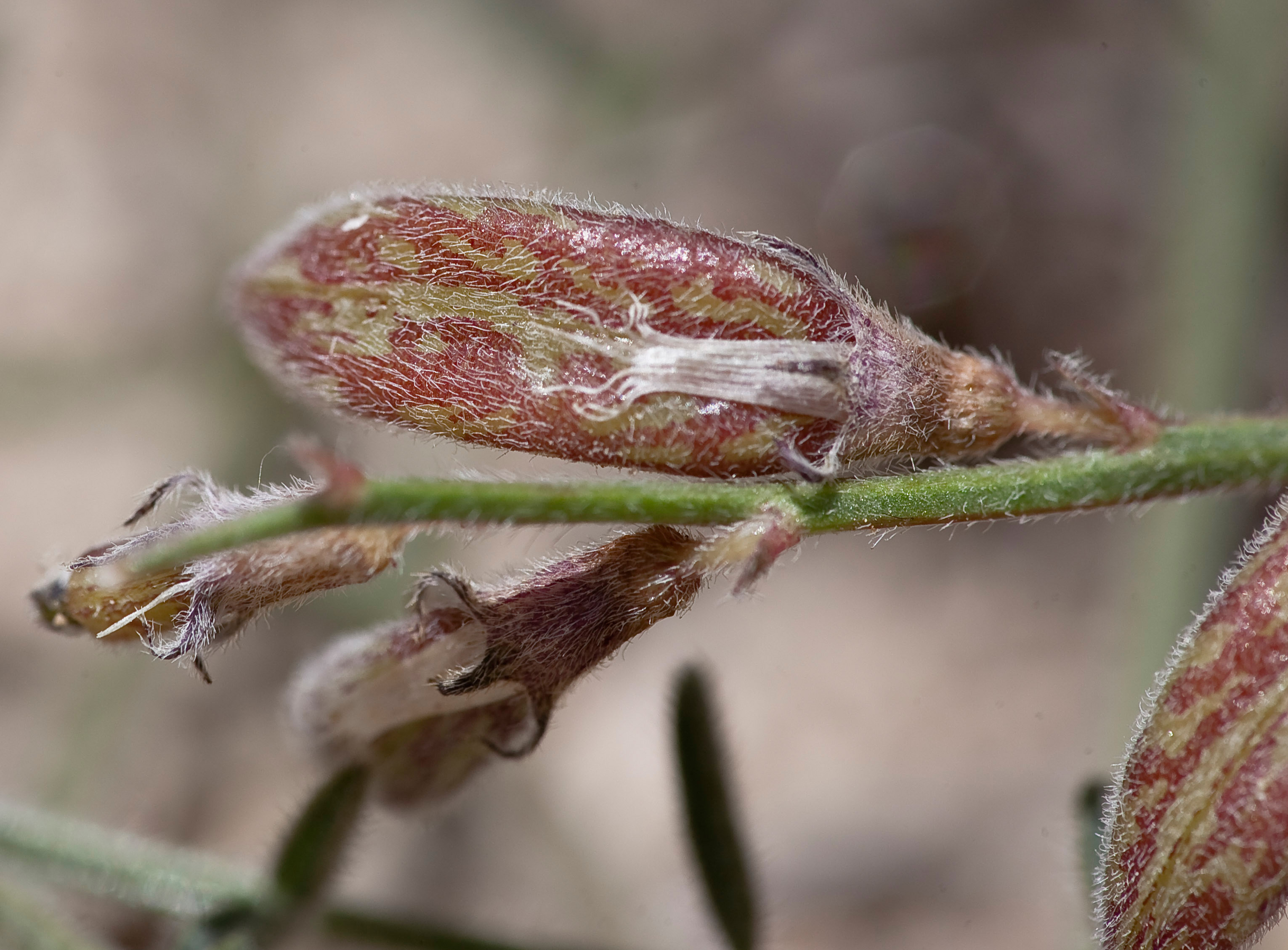 Astragalus shevockii (Little Kern milkvetch), underside of fruit (32630401616)