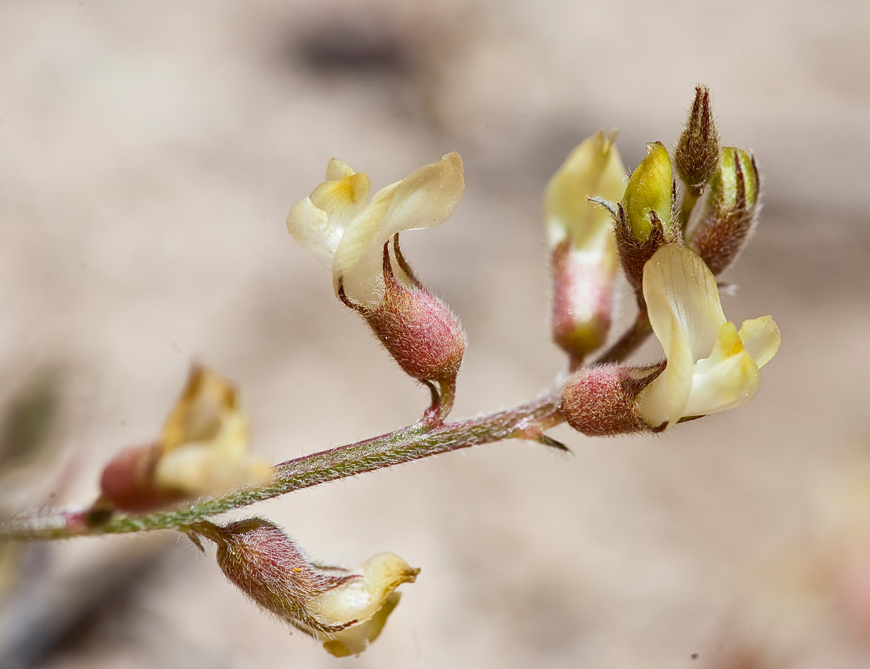 Astragalus shevockii (Little Kern milkvetch) flowers (32518134002)