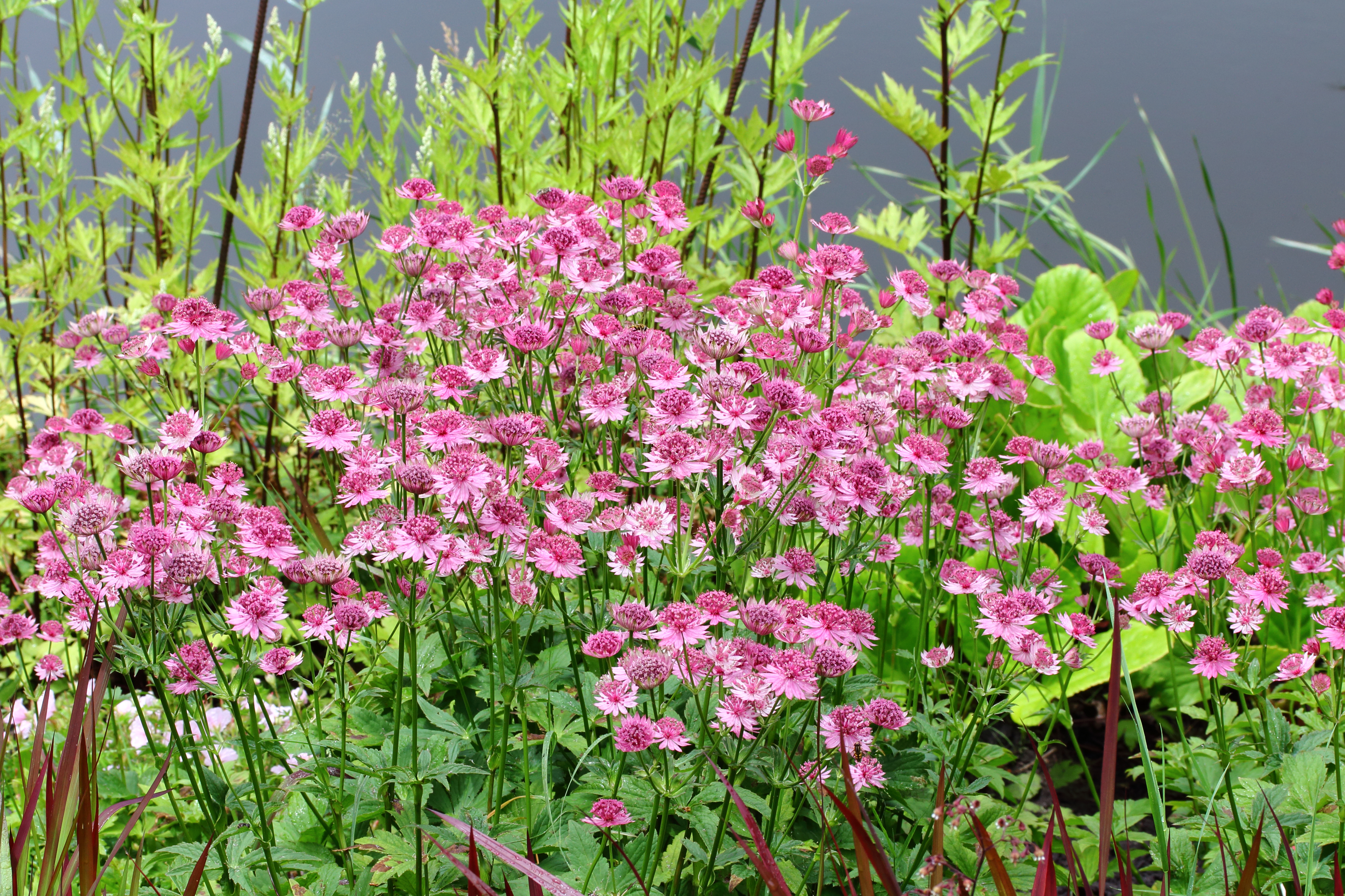 Astrantia major 'Roma'