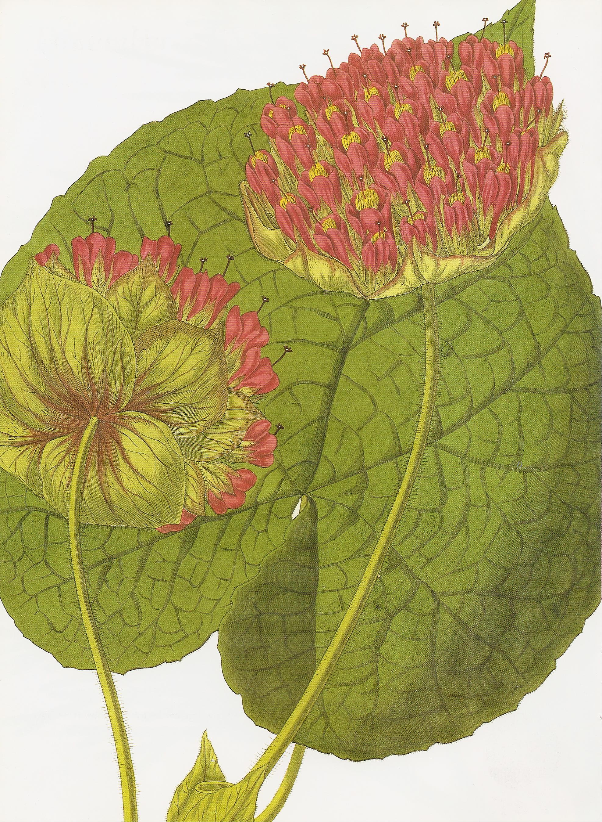 Astrapaea wallichii RHS