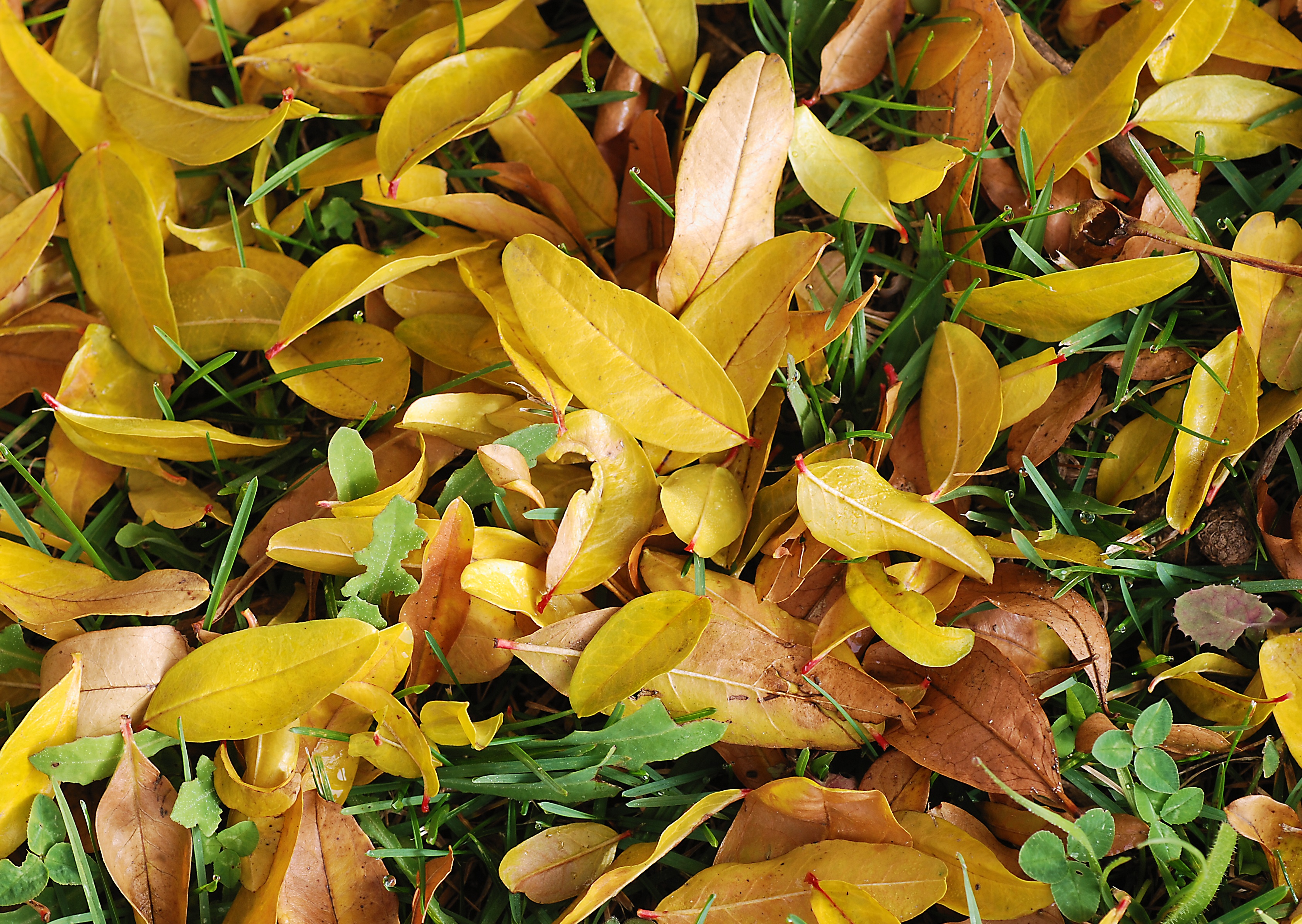 Autumn 2007-1