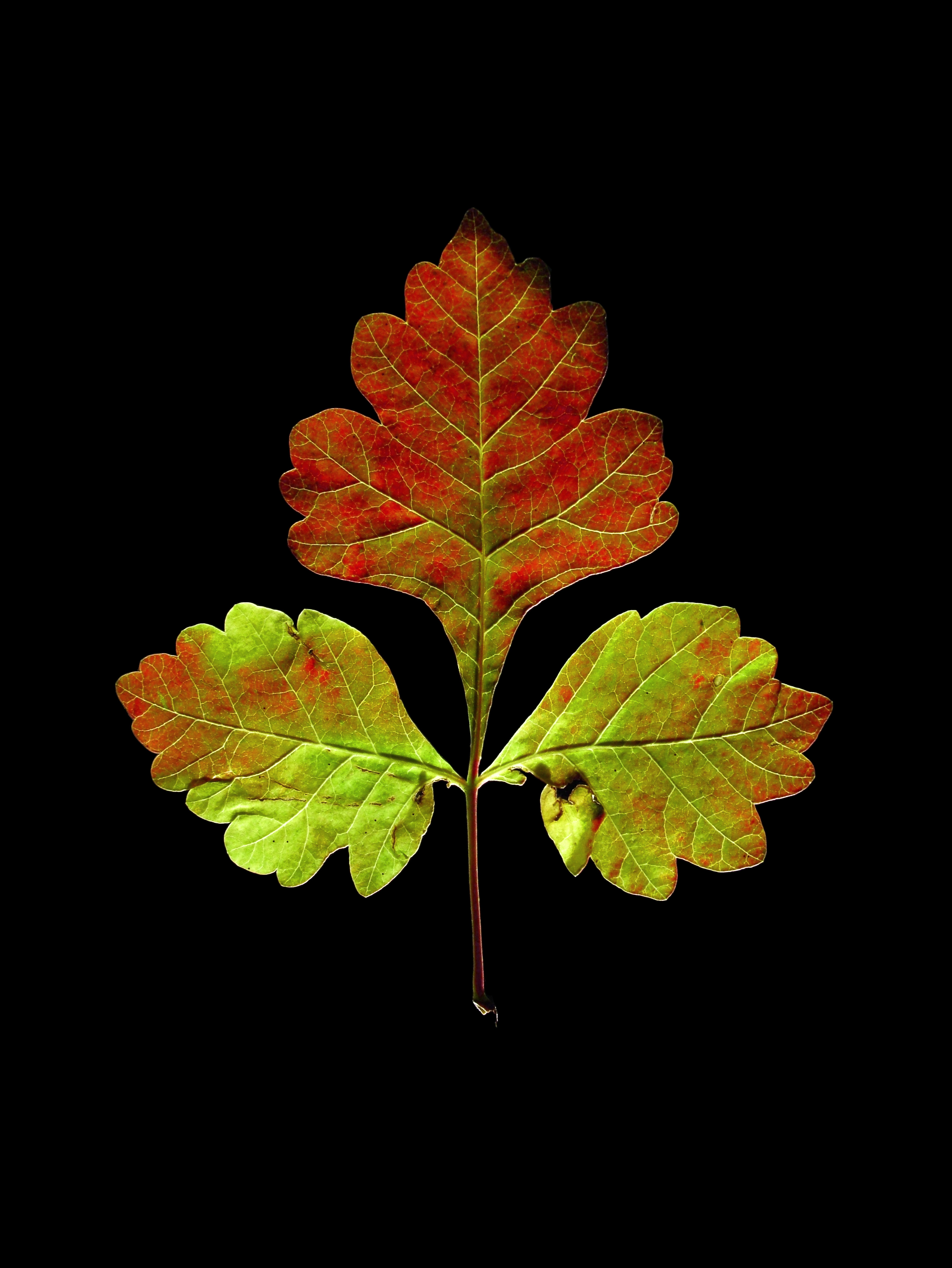 Autumn Beauty (8506960769)