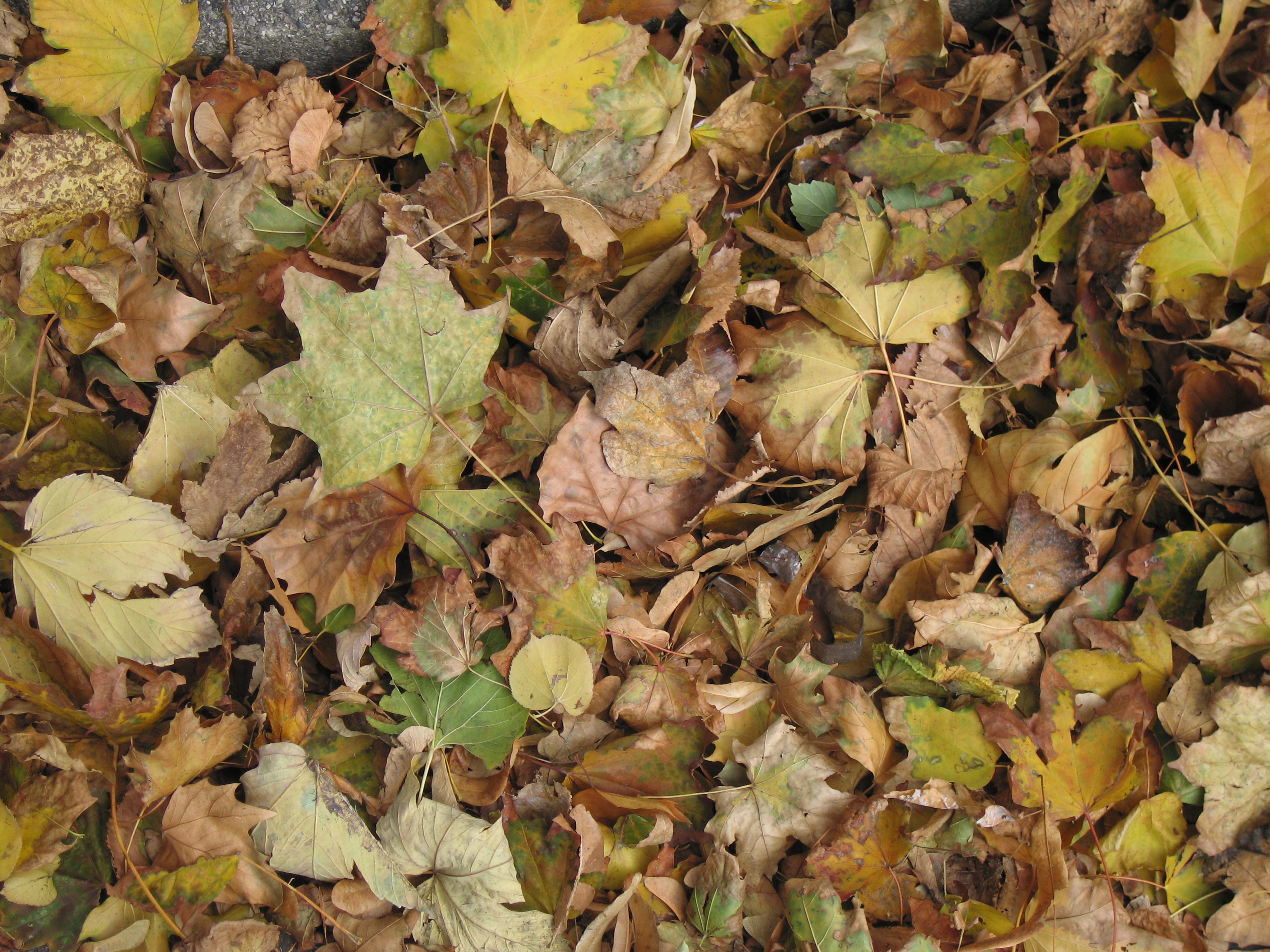 Autumn leaves in Vienna