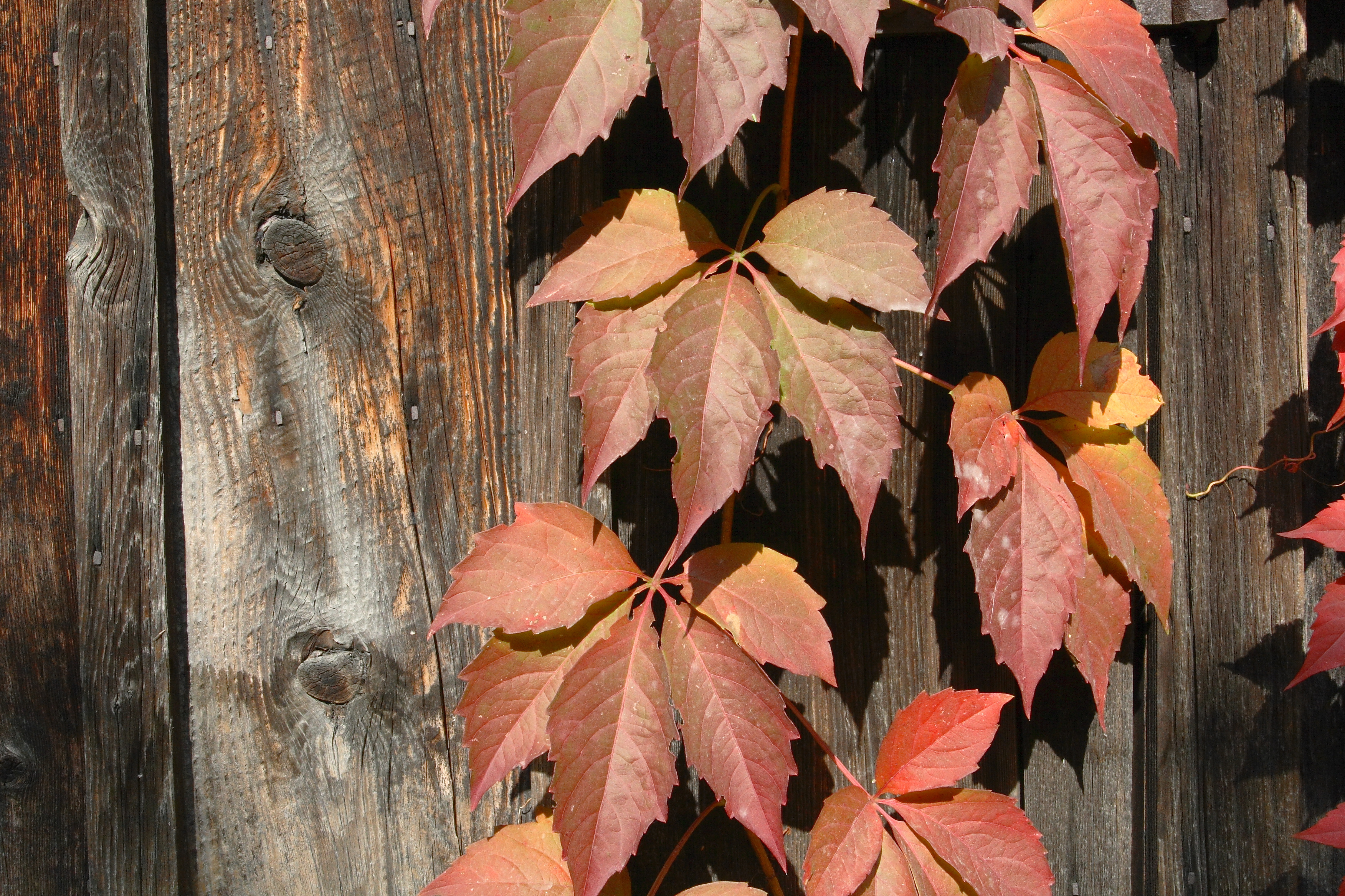 Autumn textures (265933239)