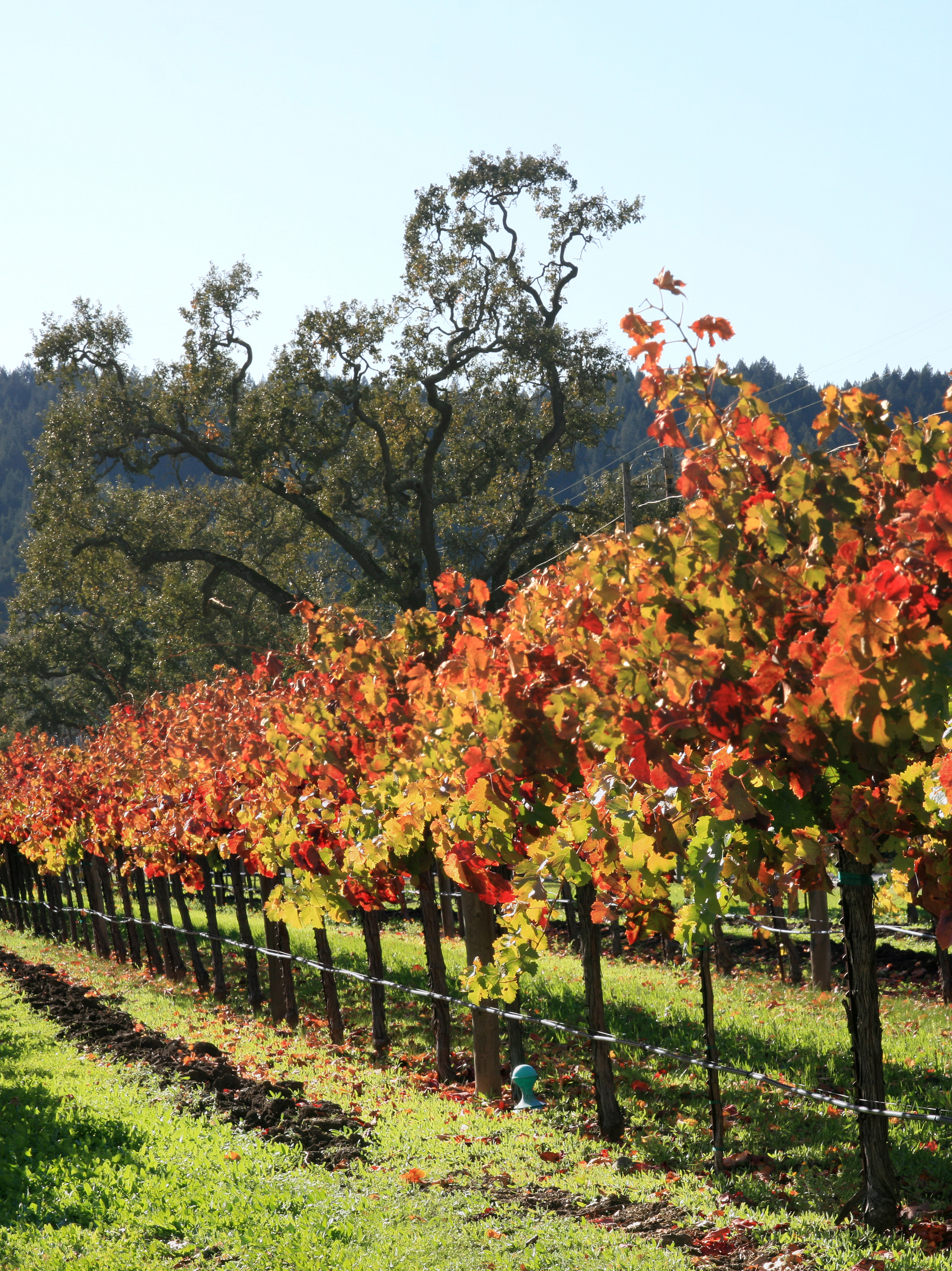 Autumn vineyard in Napa Valley 