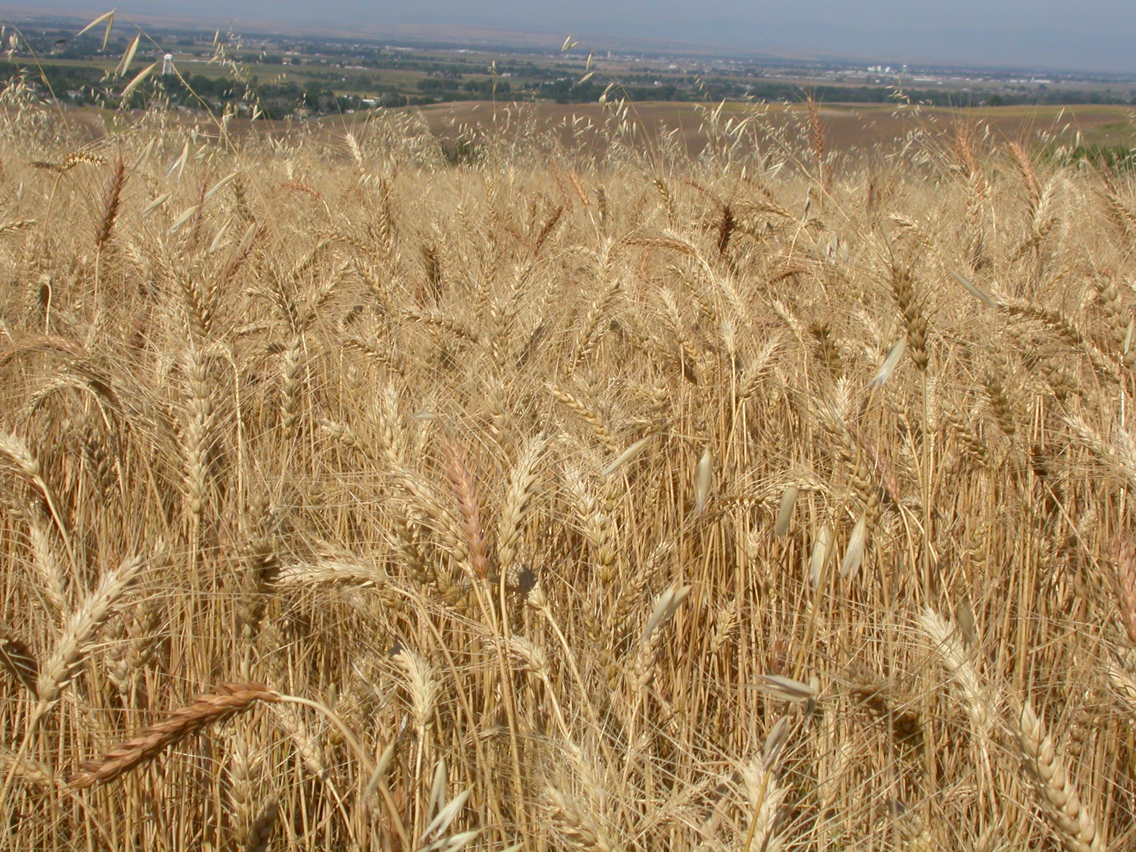 Avena fatua (3849804434)
