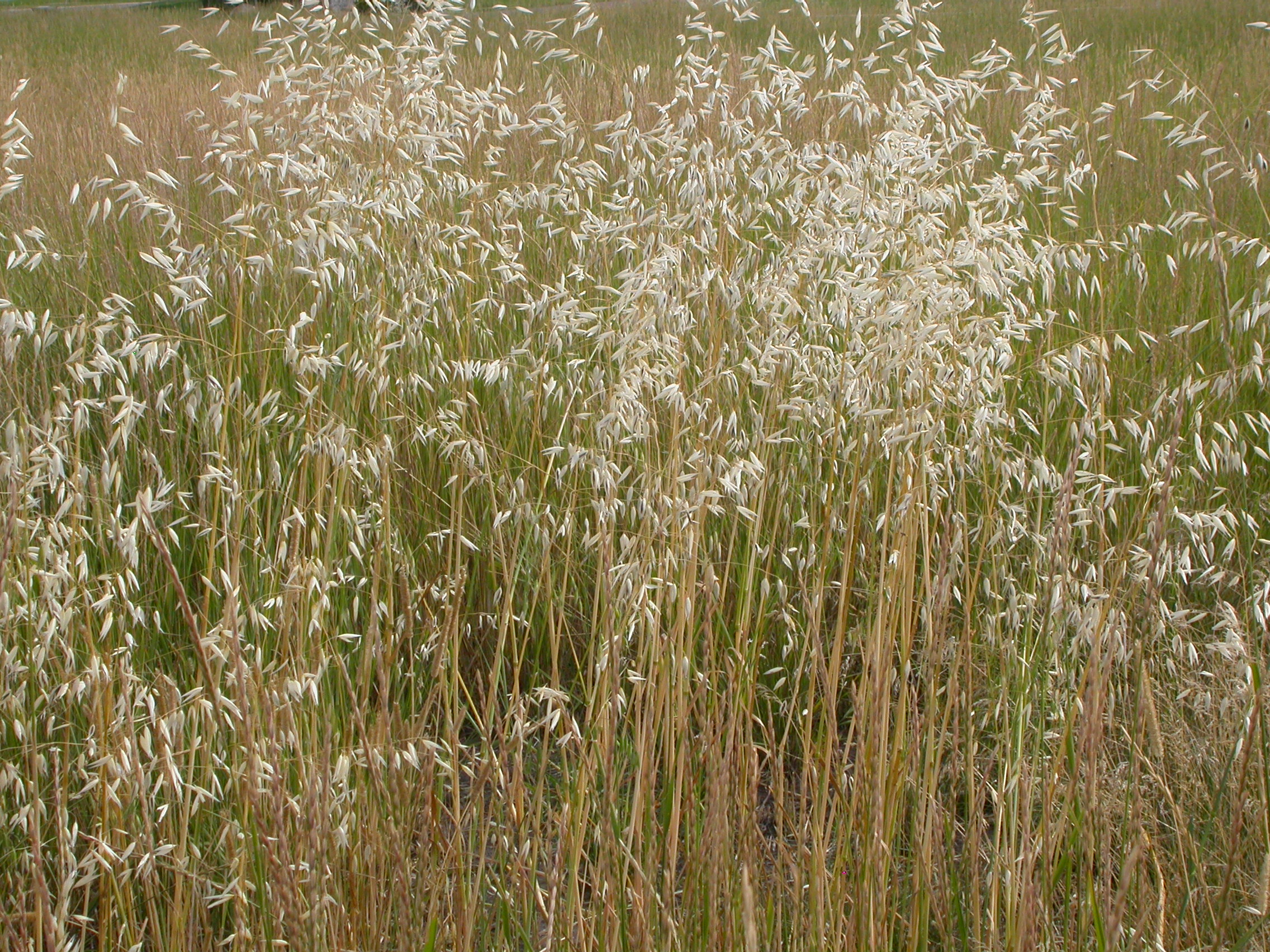 Avena fatua (3886284130)