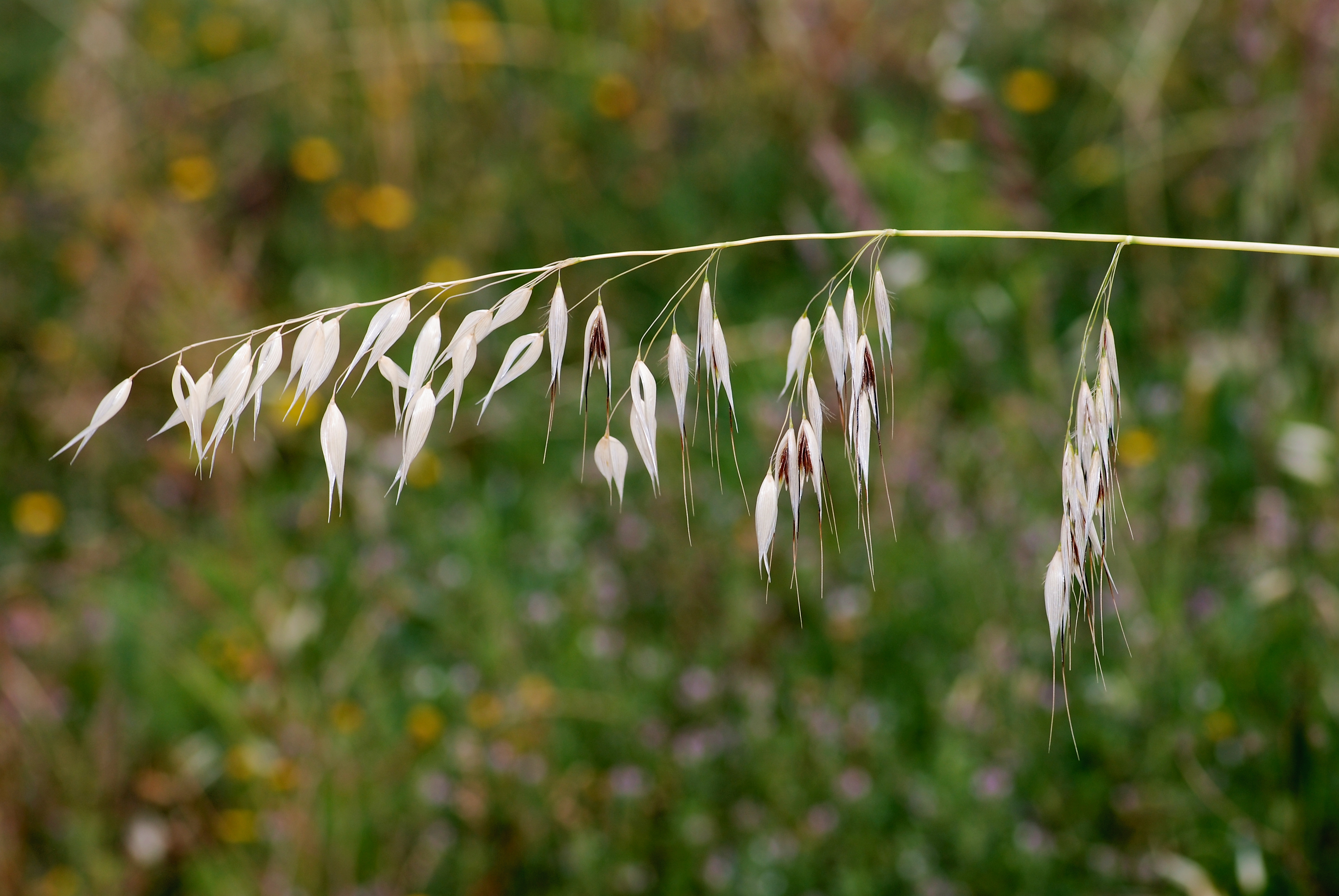 Avena May 2010-3