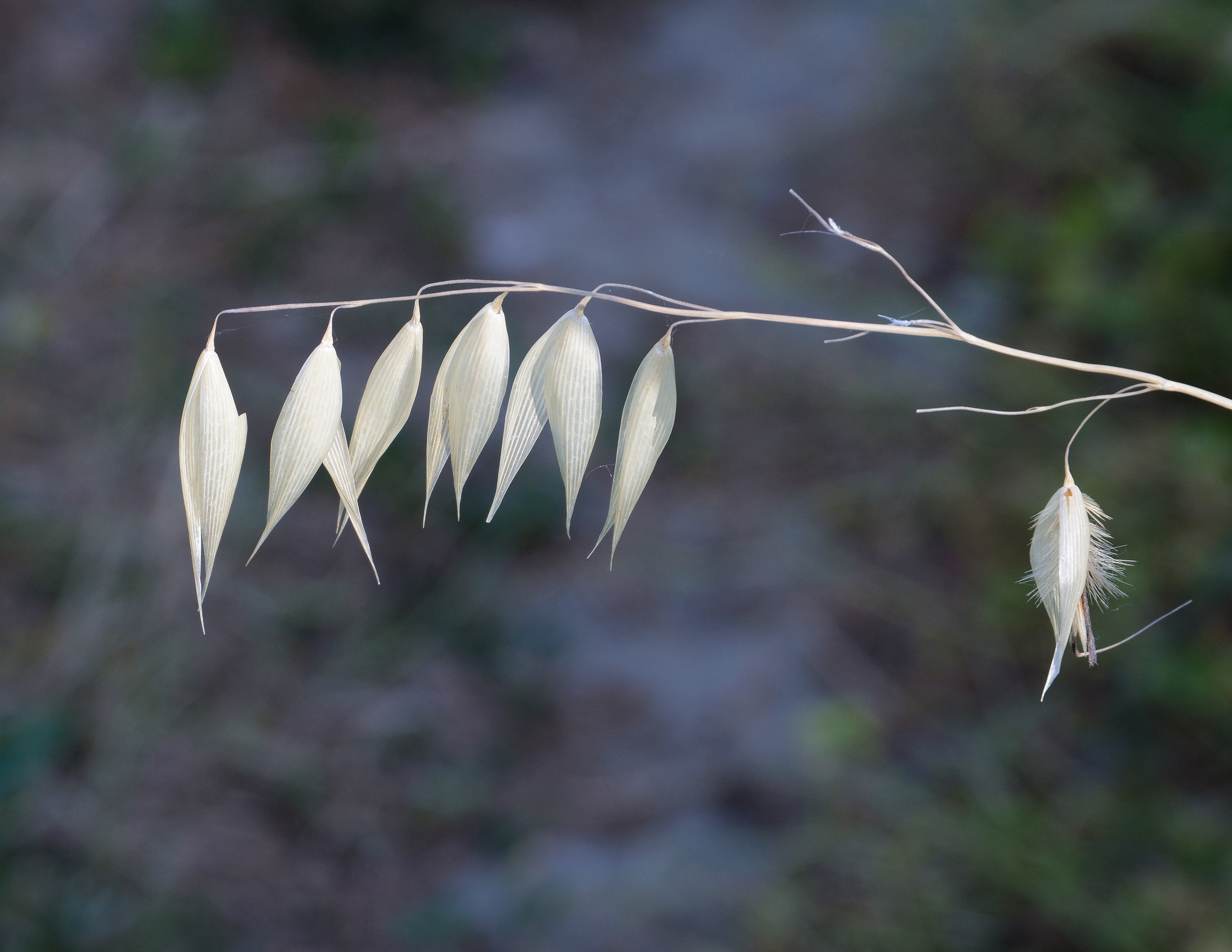 Avena May 2014-1