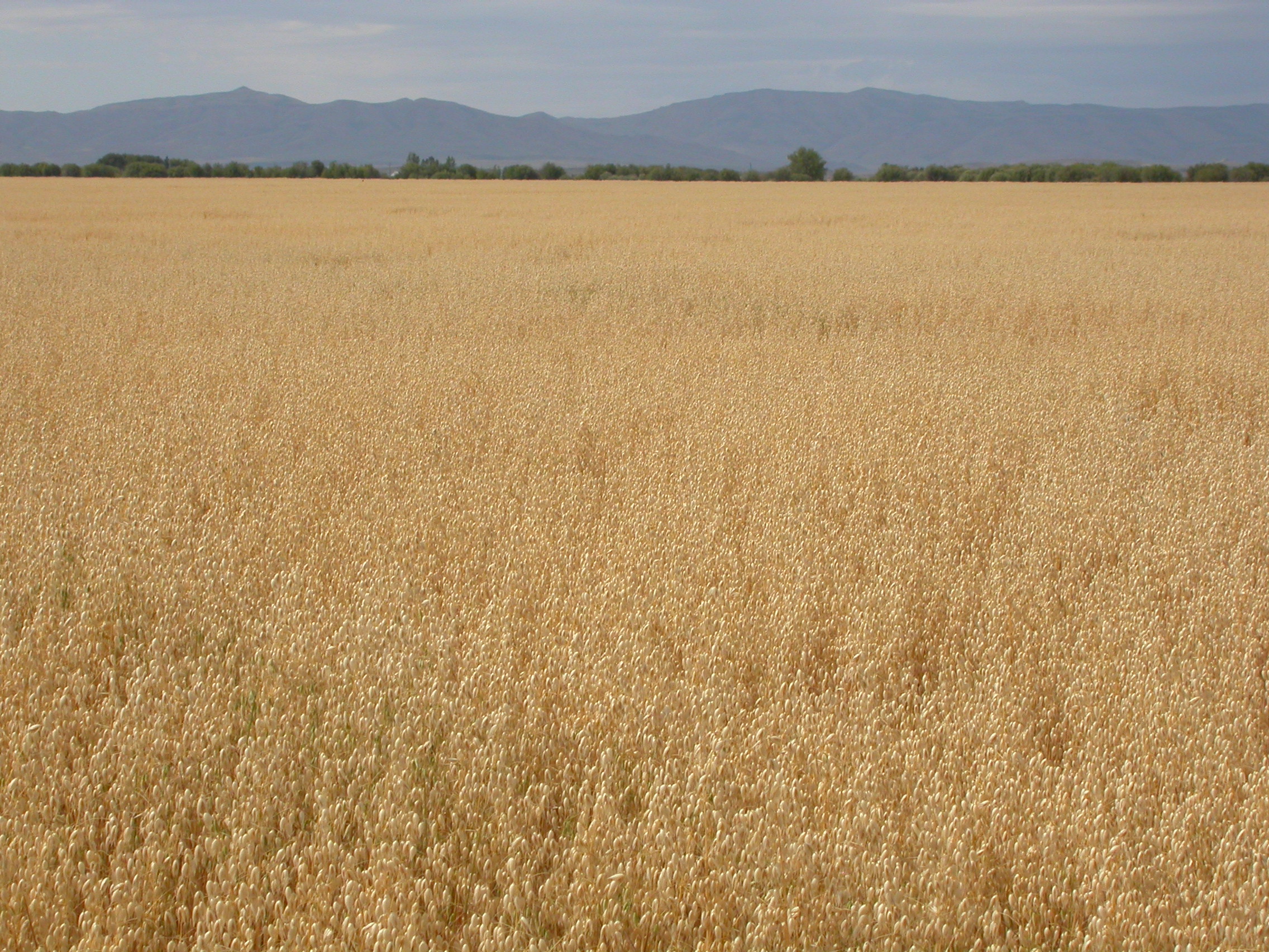 Avena sativa Idaho
