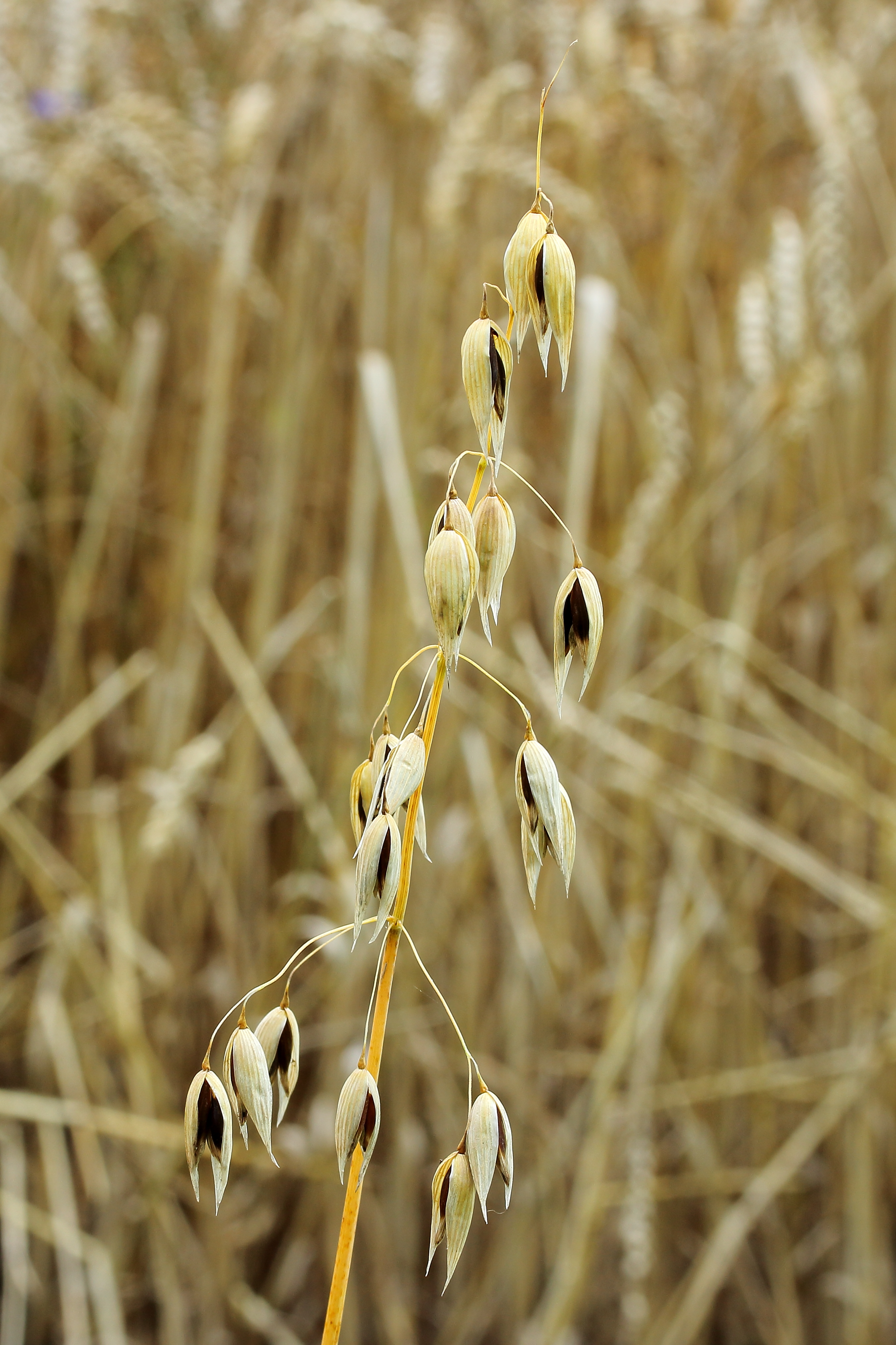 Avena sativa subsp. Nigra. (Zwarte haver) Locatie De Kruidhof 01