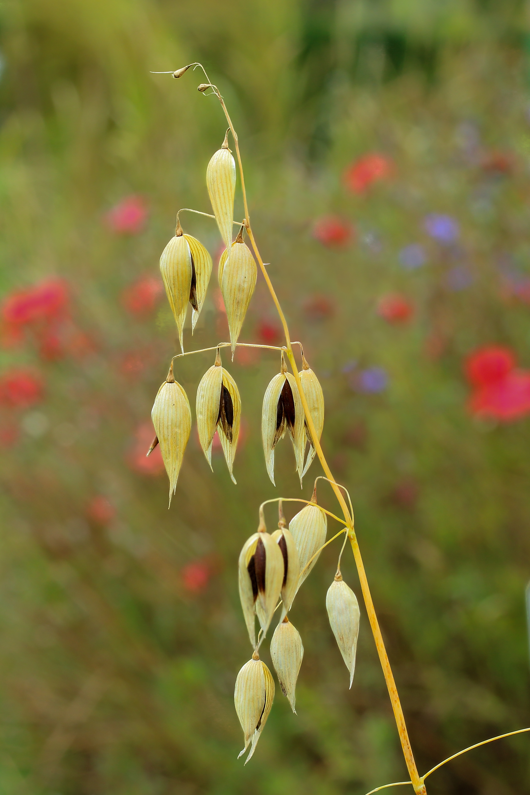 Avena sativa subsp. Nigra. (Zwarte haver) Locatie De Kruidhof 02