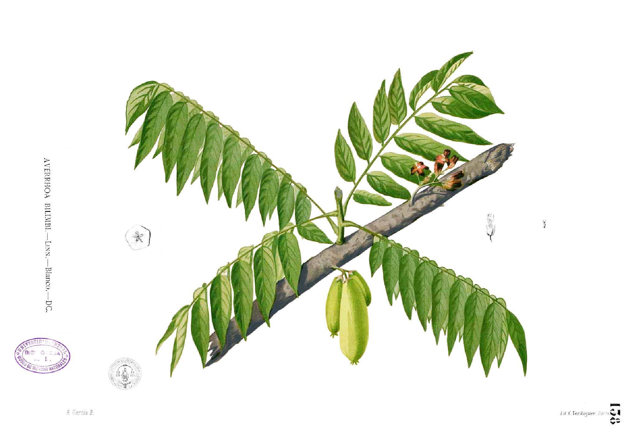 Averrhoa bilimbi Blanco1.138