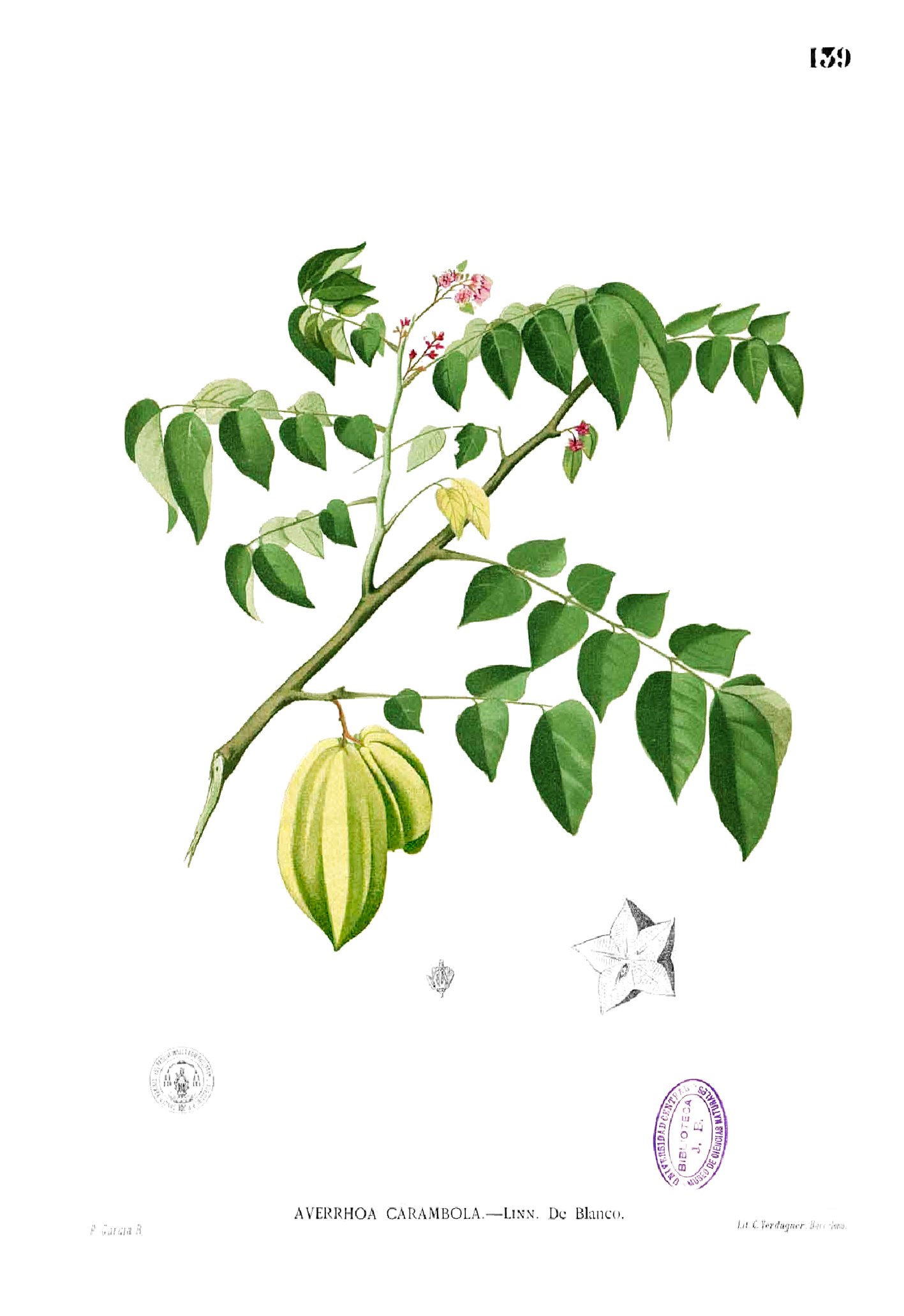 Averrhoa carambola Blanco1.139