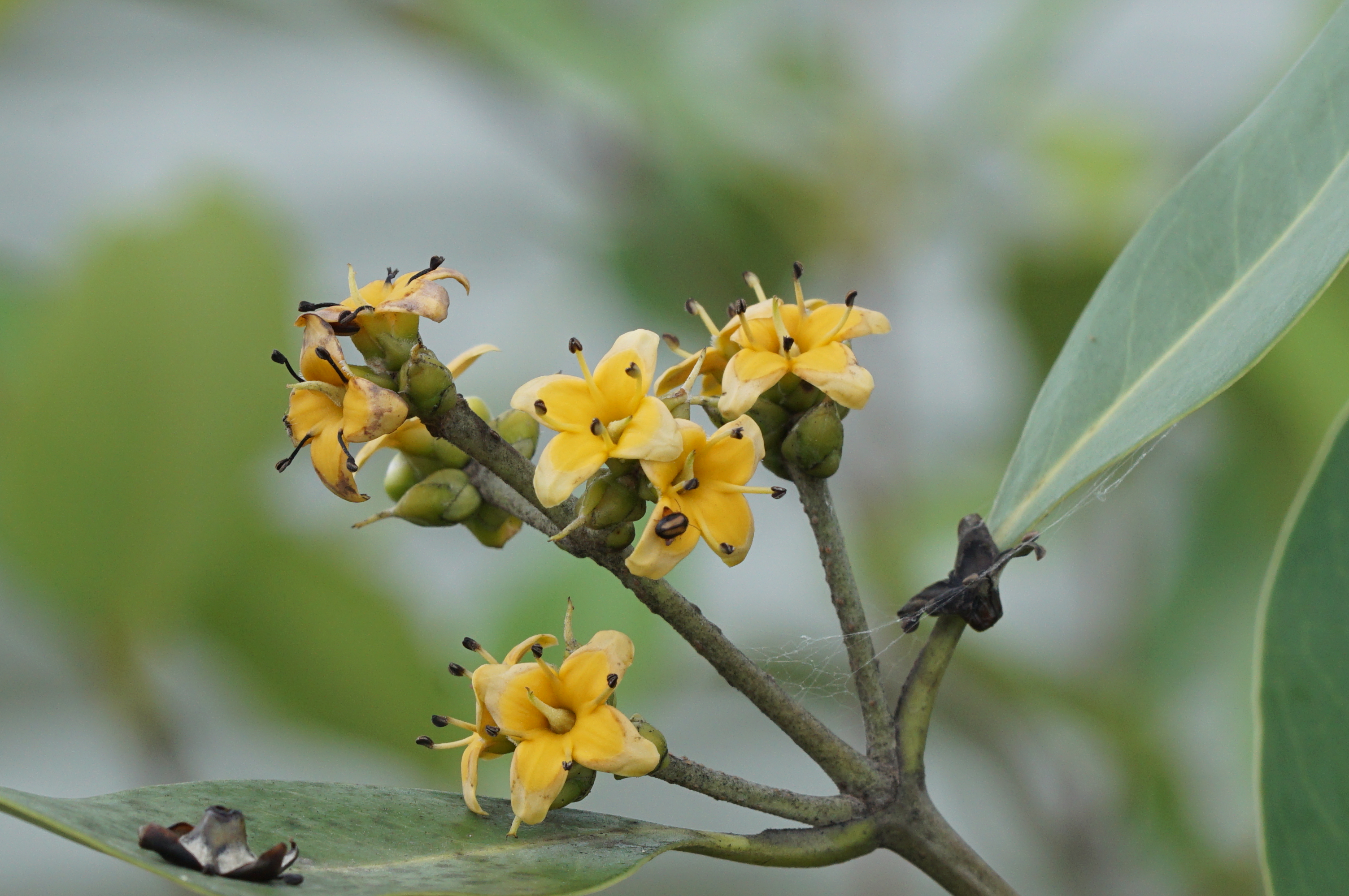 Avicennia 07715