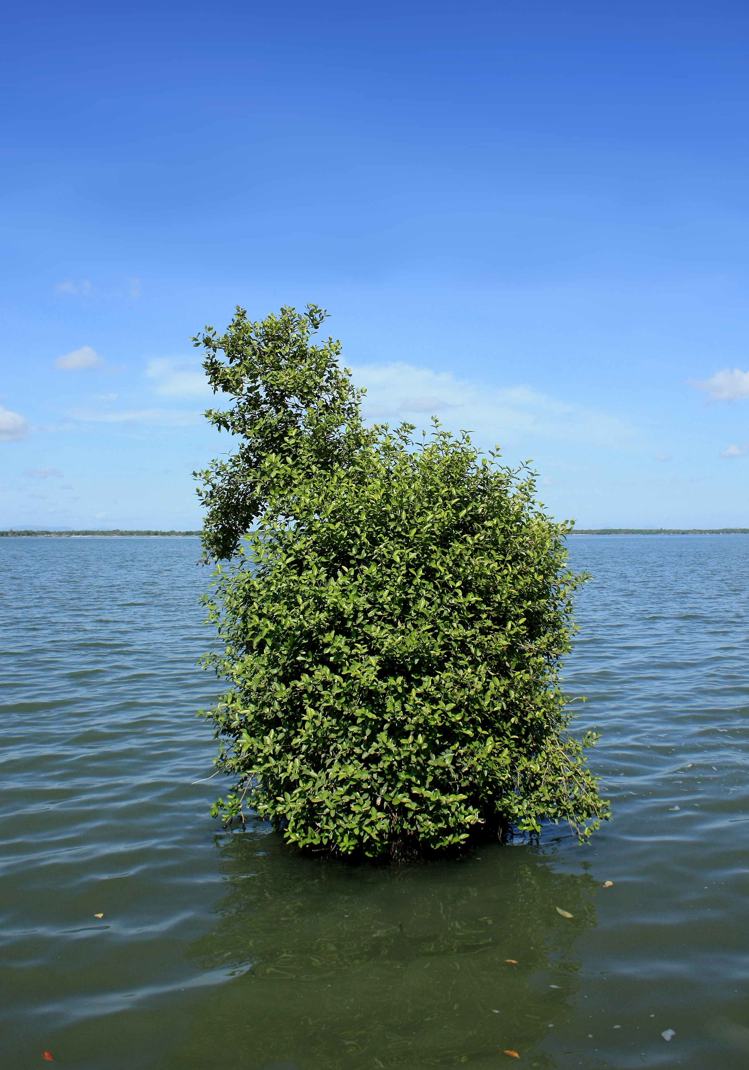 Avicennia marina (grey mangrove)