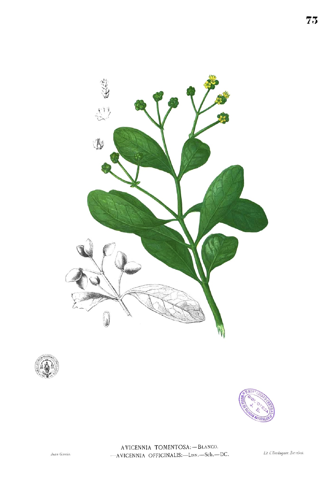 Avicennia officinalis Blanco1.73
