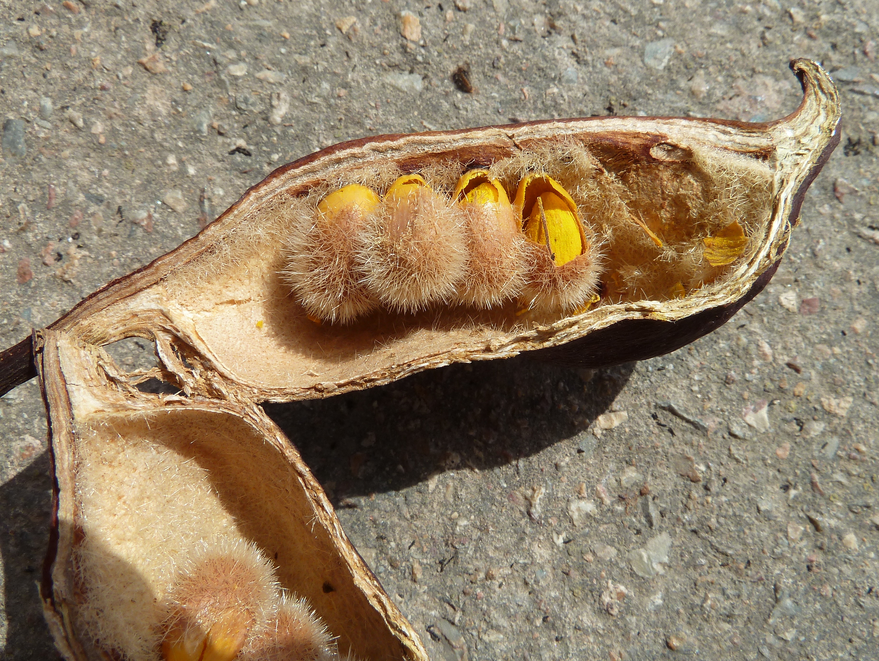B. populneus fruto-1