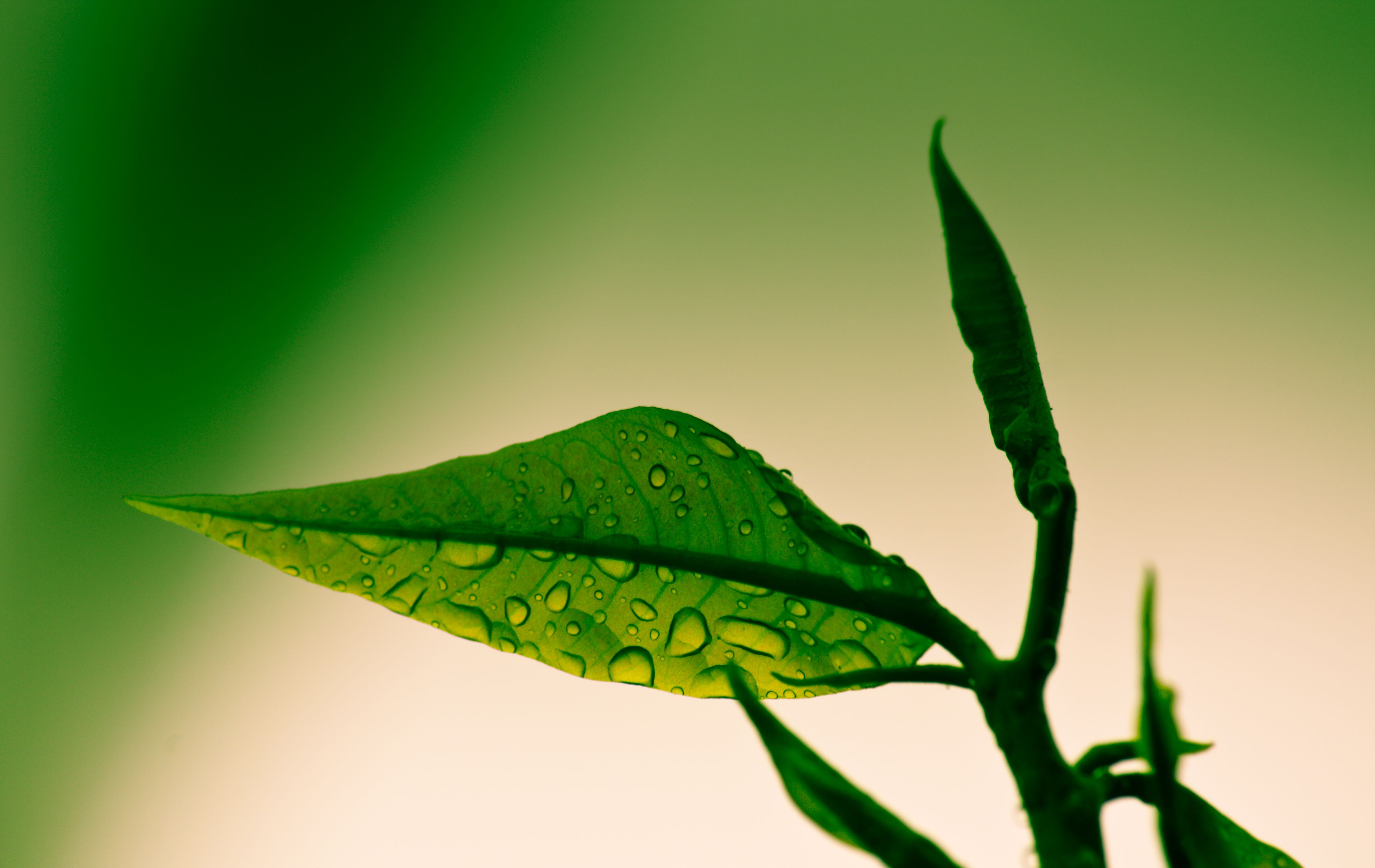 B Green (3962242666)