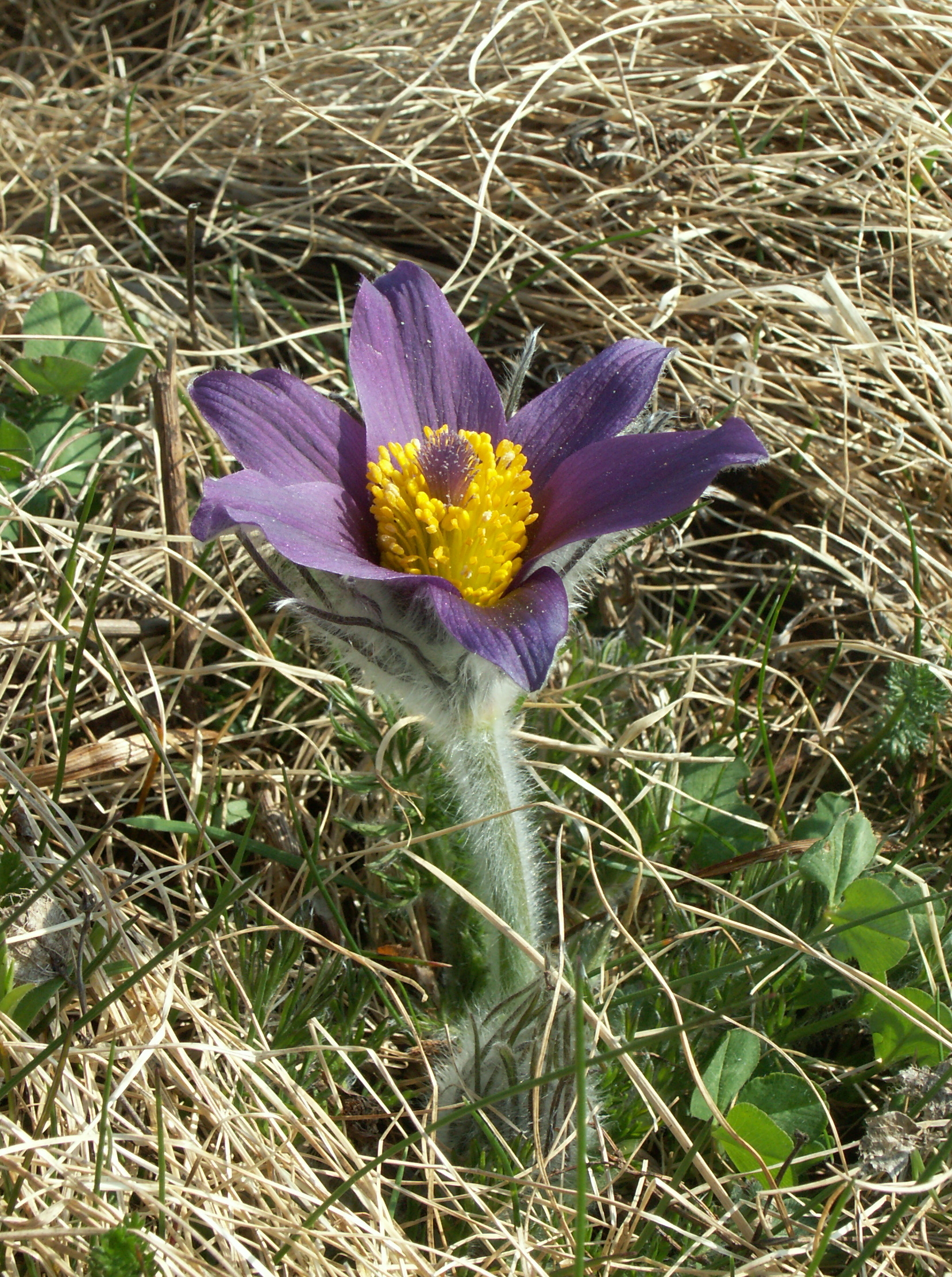 Backsippa 110423, Fjärås bräcka