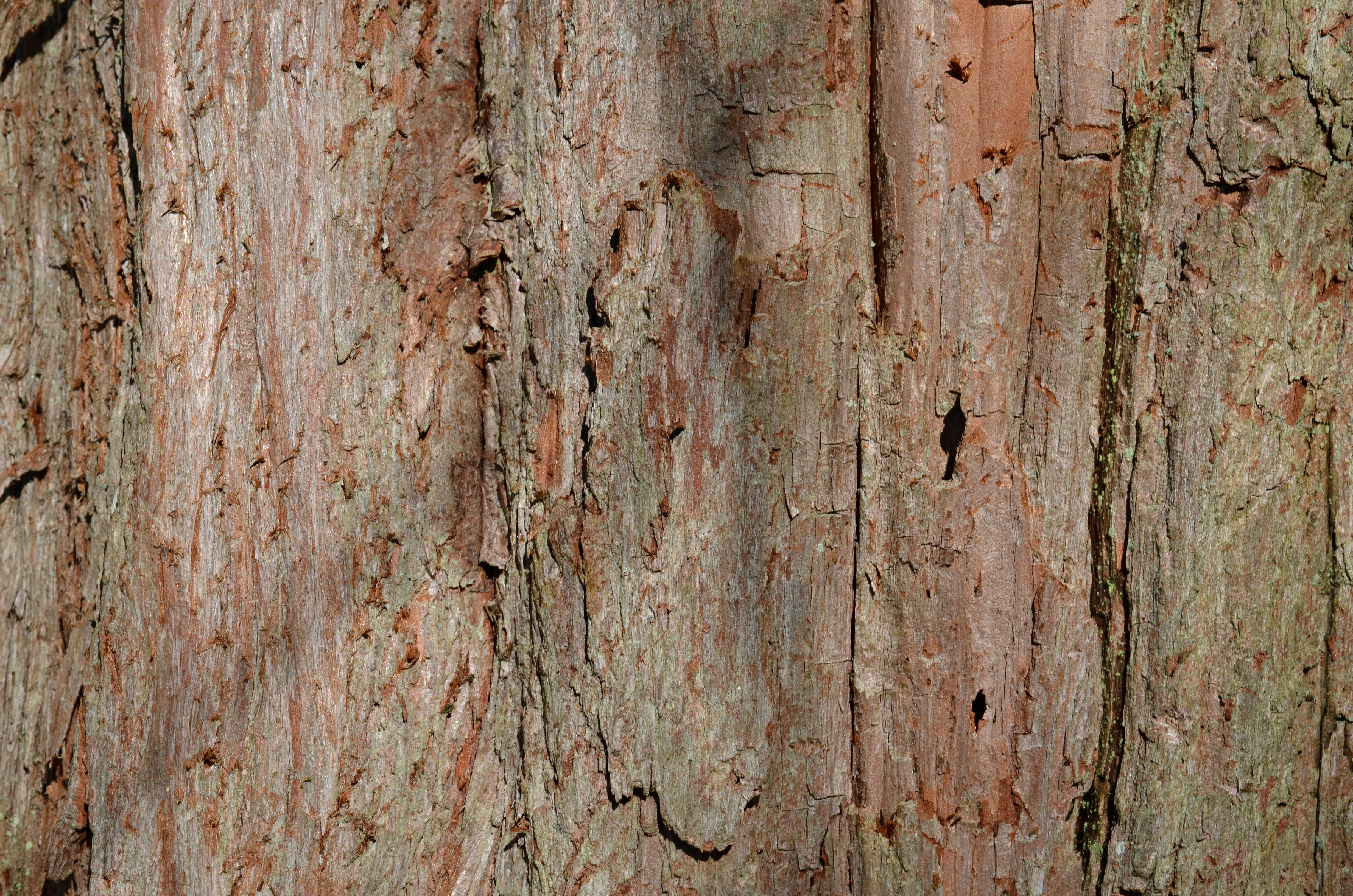 Baldcypress Taxodium distichum (32-0661-A) Trunk Bark