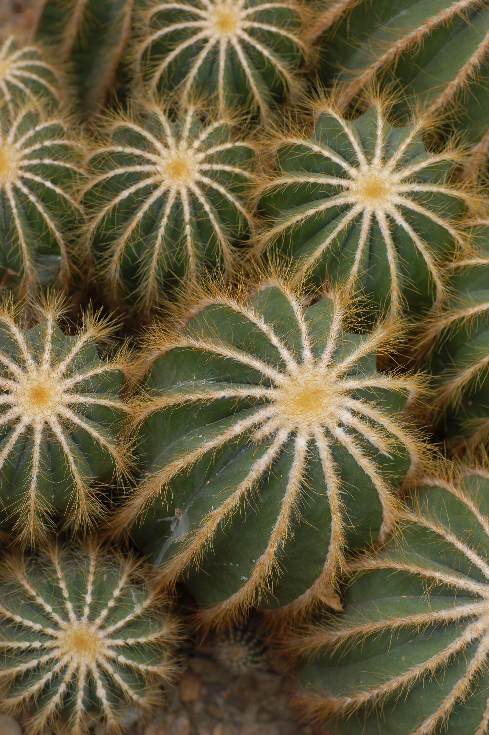 Ball Cactus Parodia magnifica Top 2000px