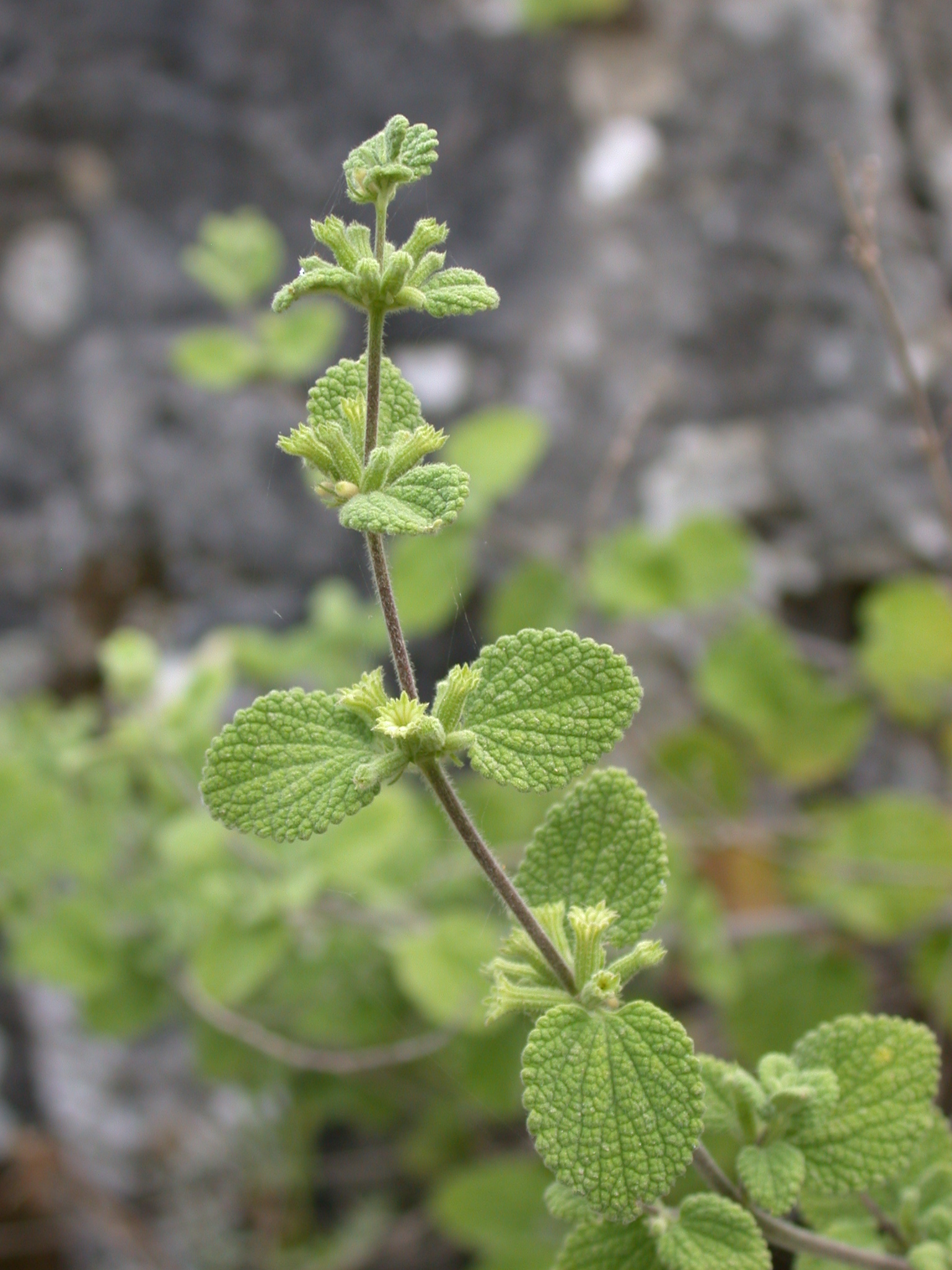 Ballota saxatilis 1