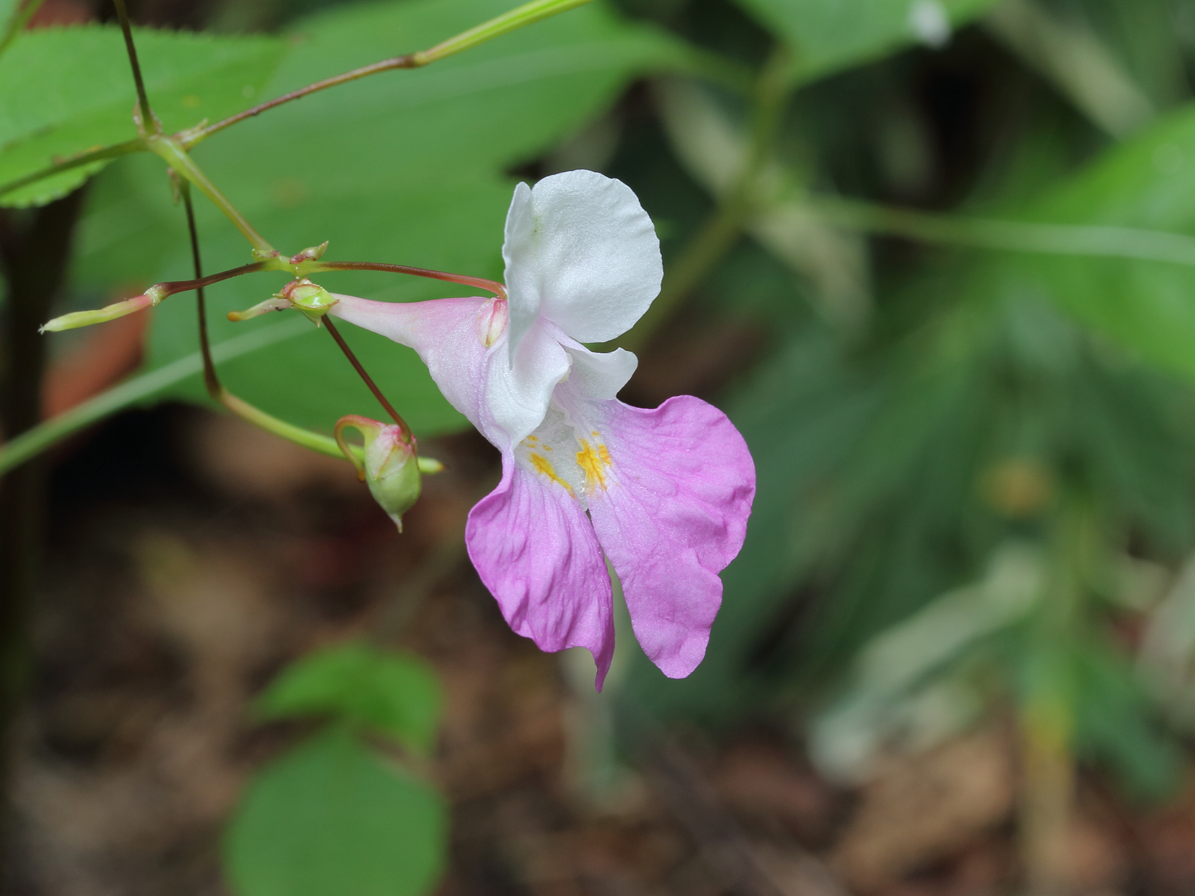 Balsemien (Impatiens).