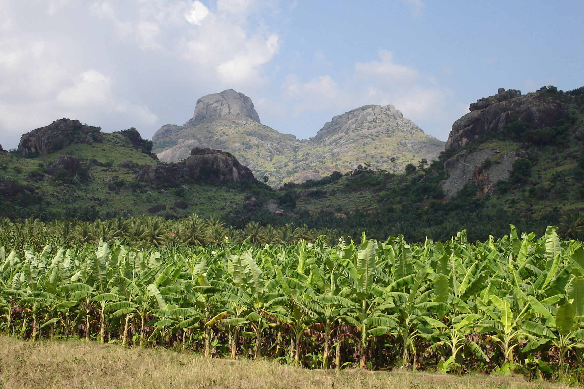 Banana farm