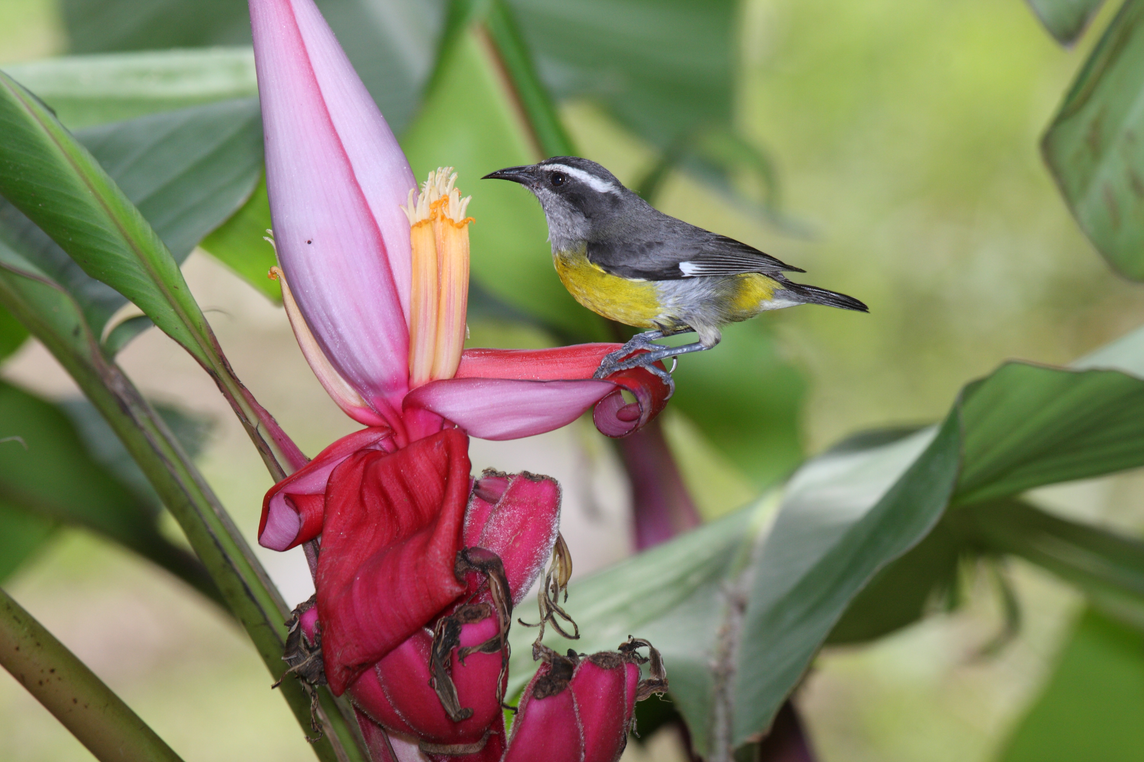 Bananaquit (Coereba flaveola mexicana) (4505521364)