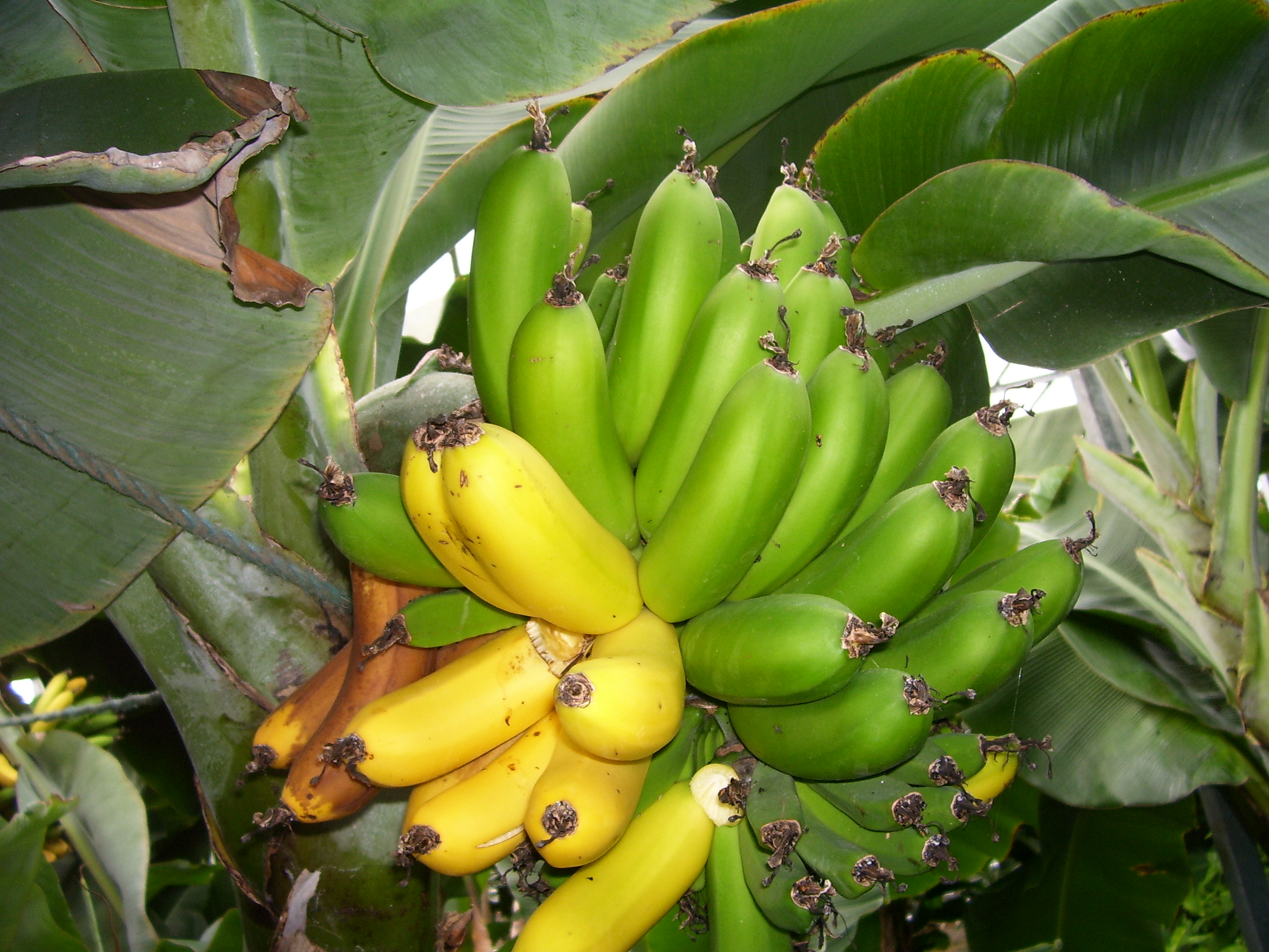 Bananas in Iceland