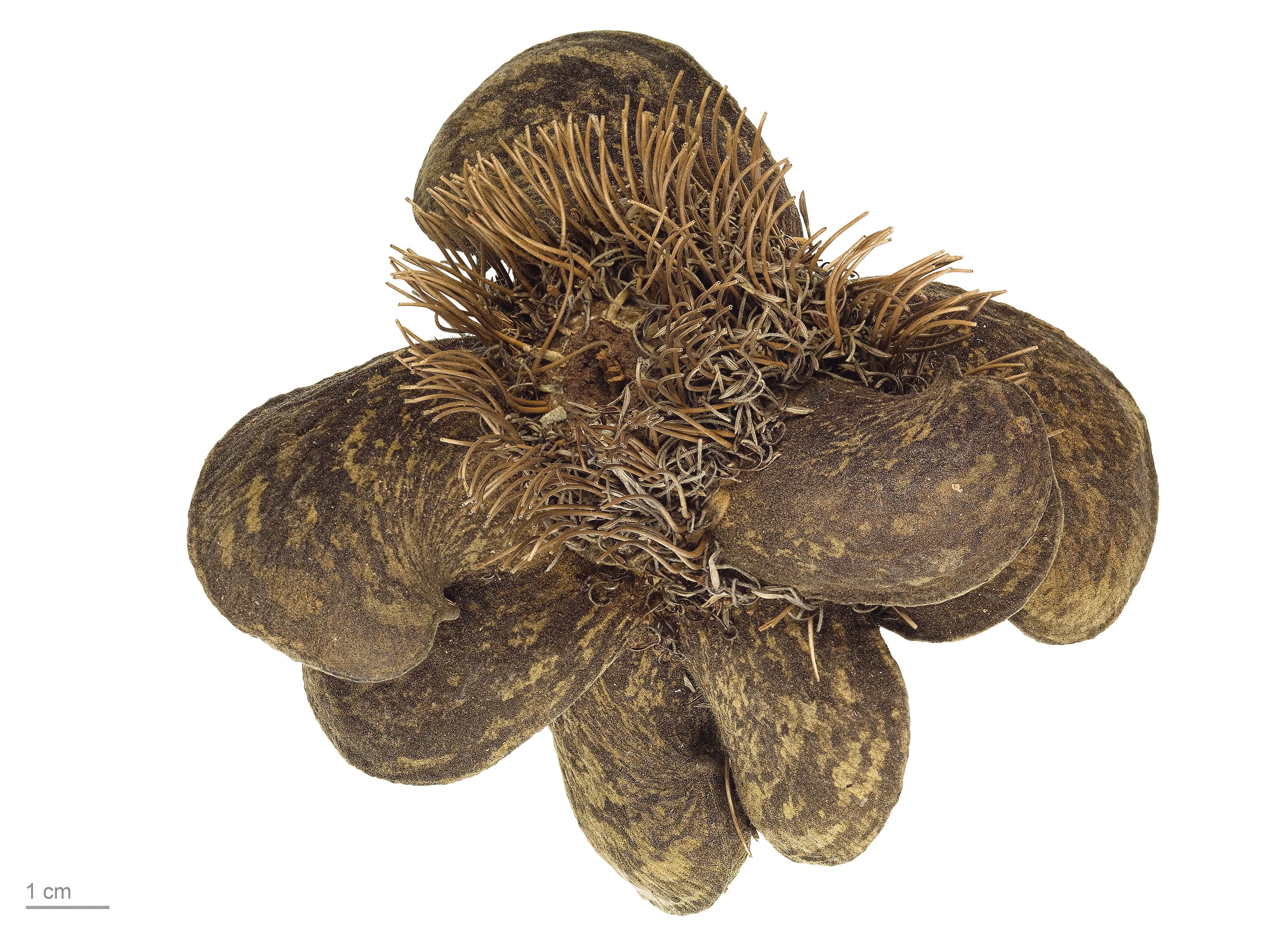 Banksia candolleana MHNT.BOT.2008.11.33