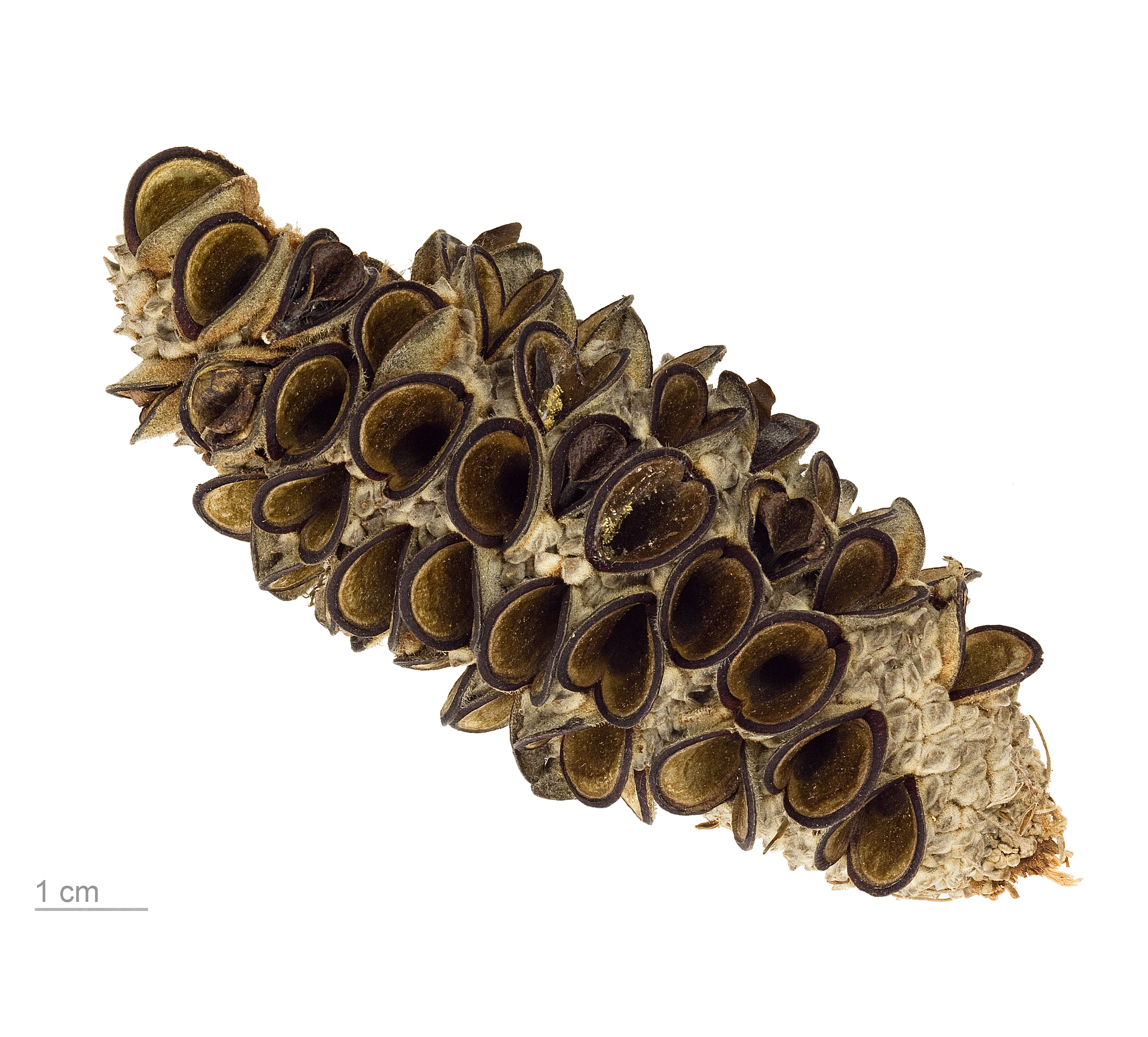 Banksia integrifolia MHNT.BOT.2008.11.34