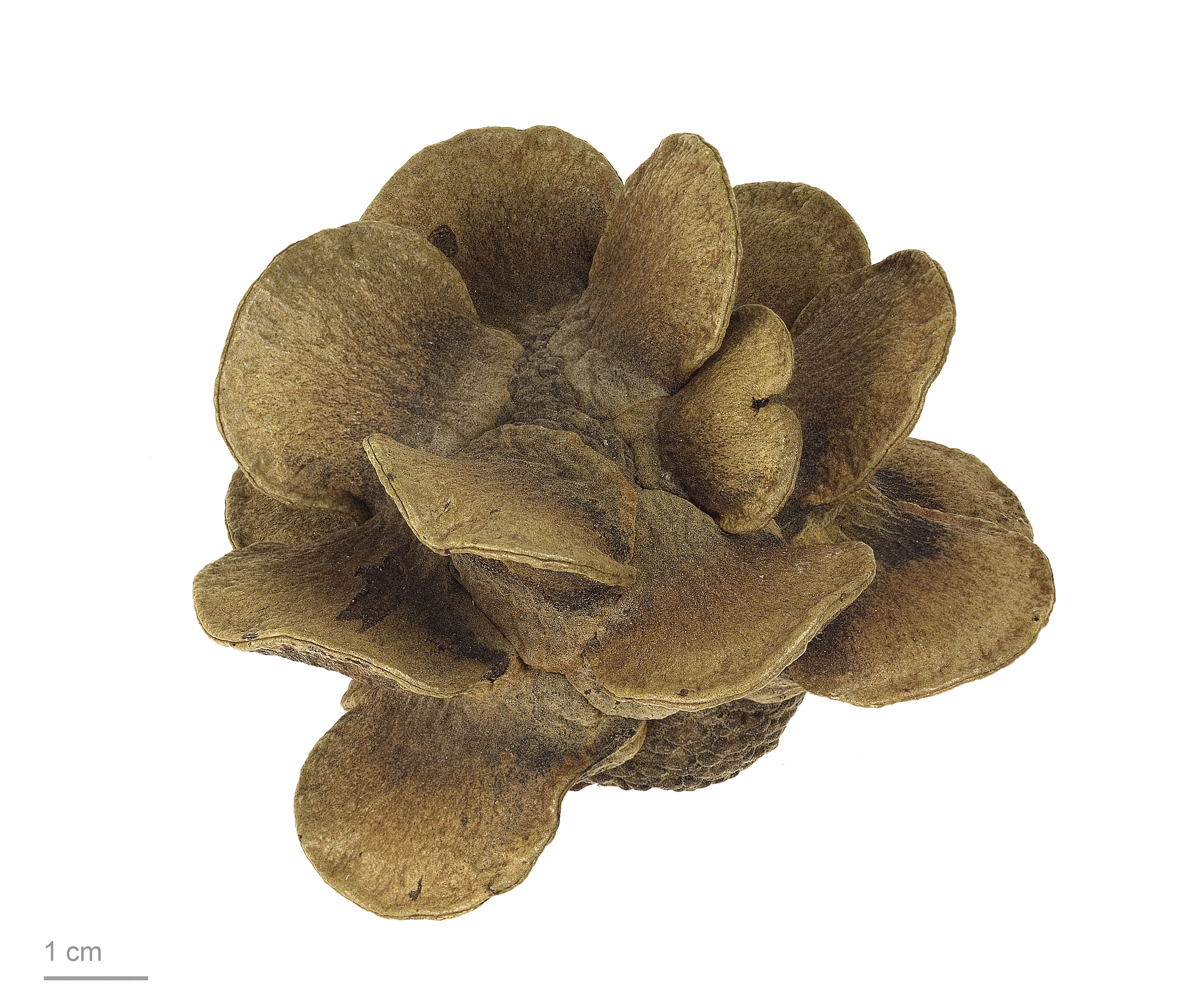 Banksia laricina MHNT.BOT.2008.11.35