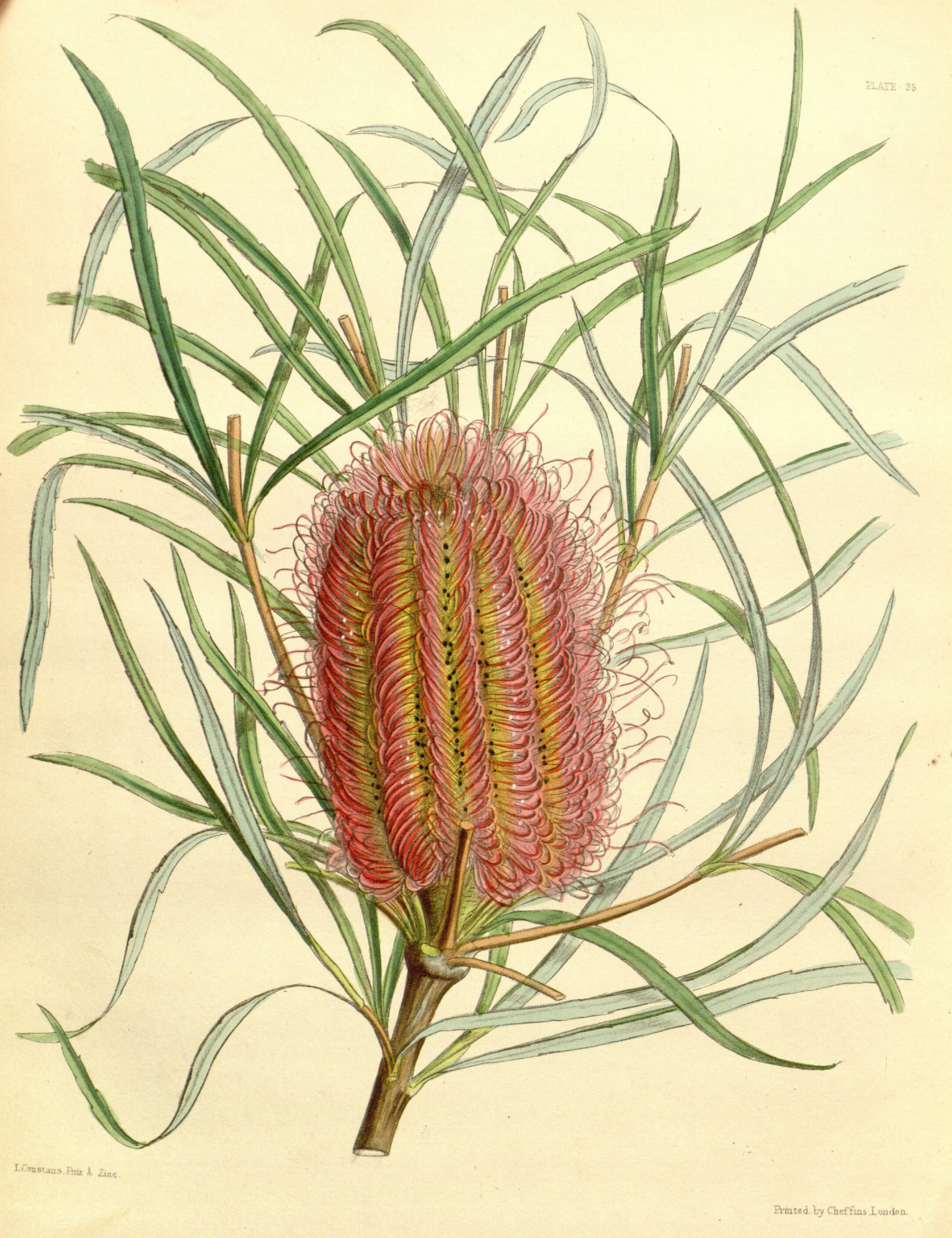 Banksia occidentalis Paxton 035