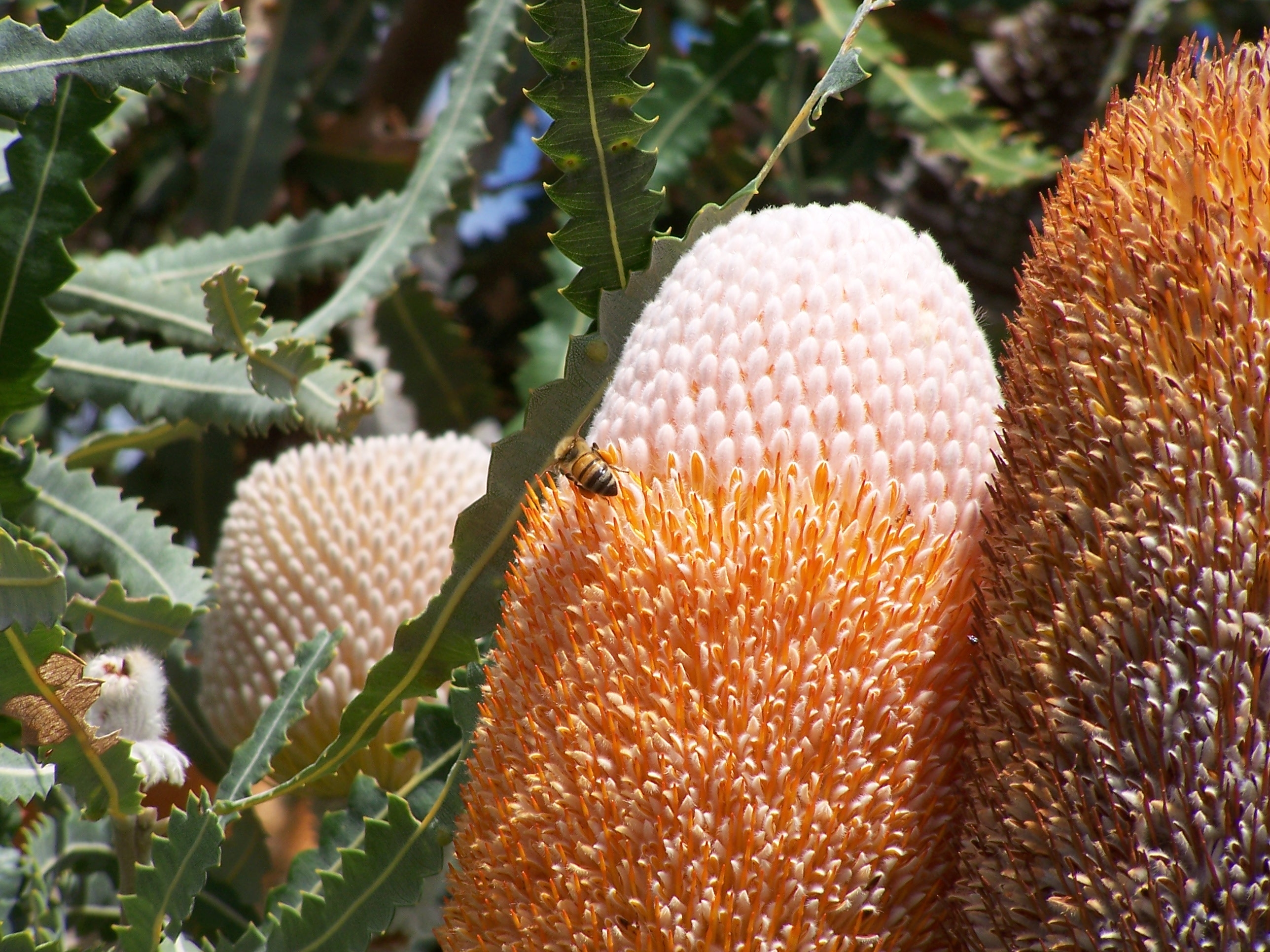 Banksia reabold hill gnangarra