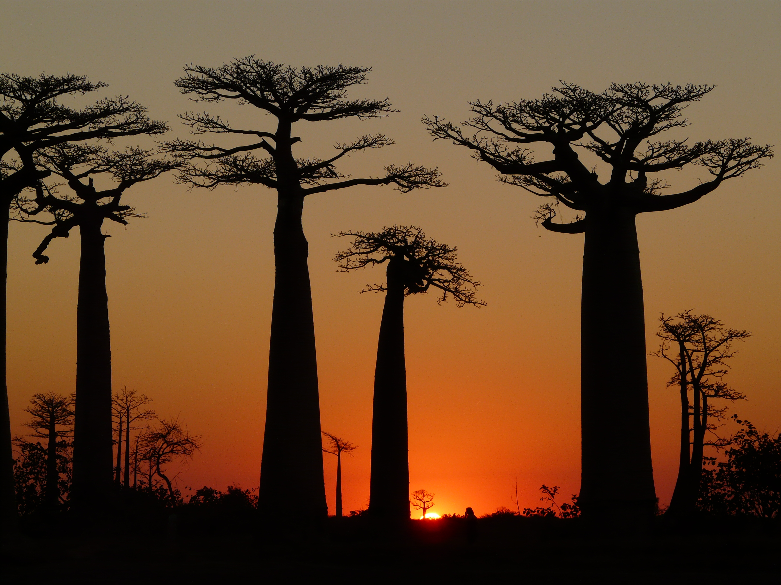 Baobabs Avenue Sunset 4