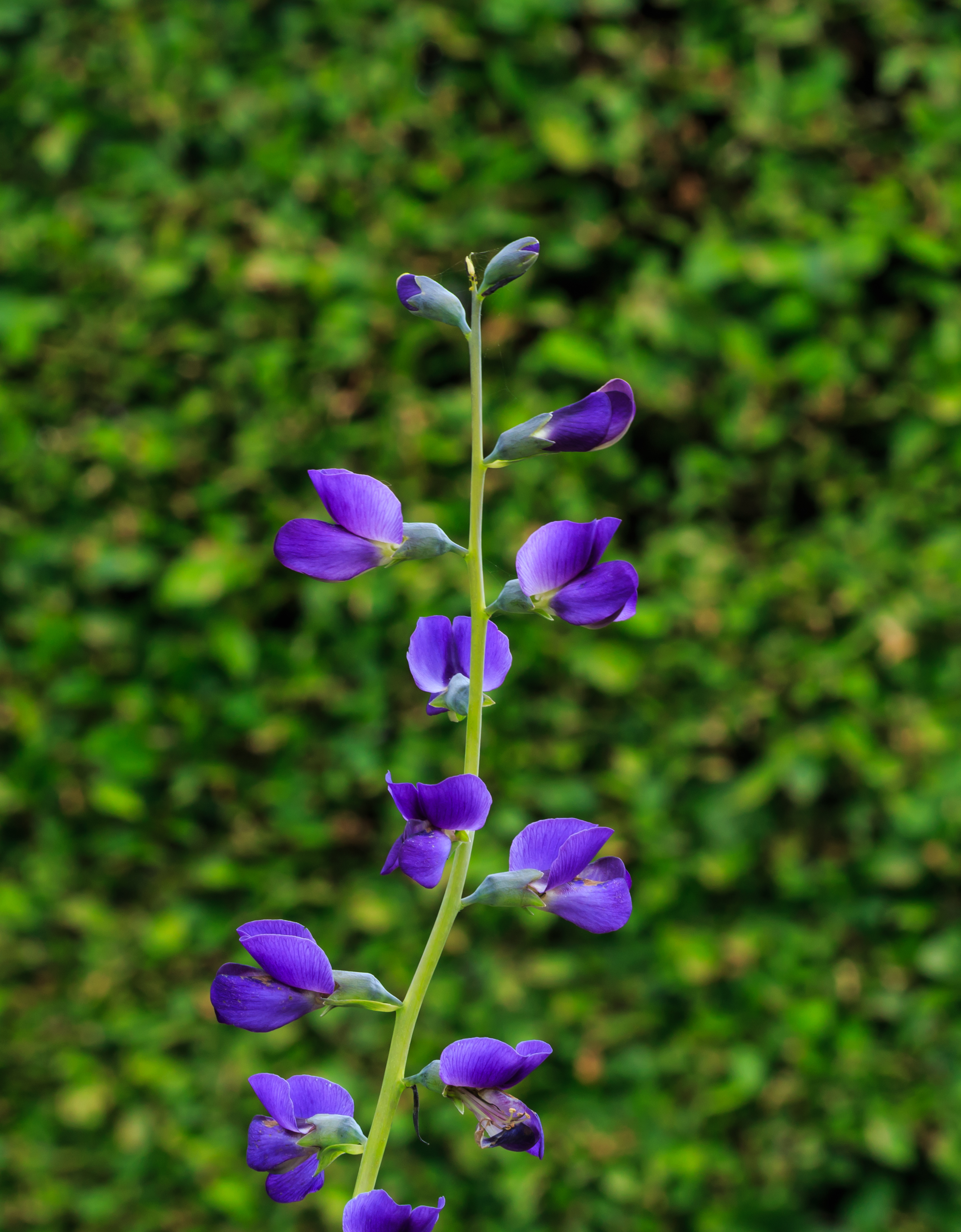Baptisia Australis. Locatie, De Kruidhof
