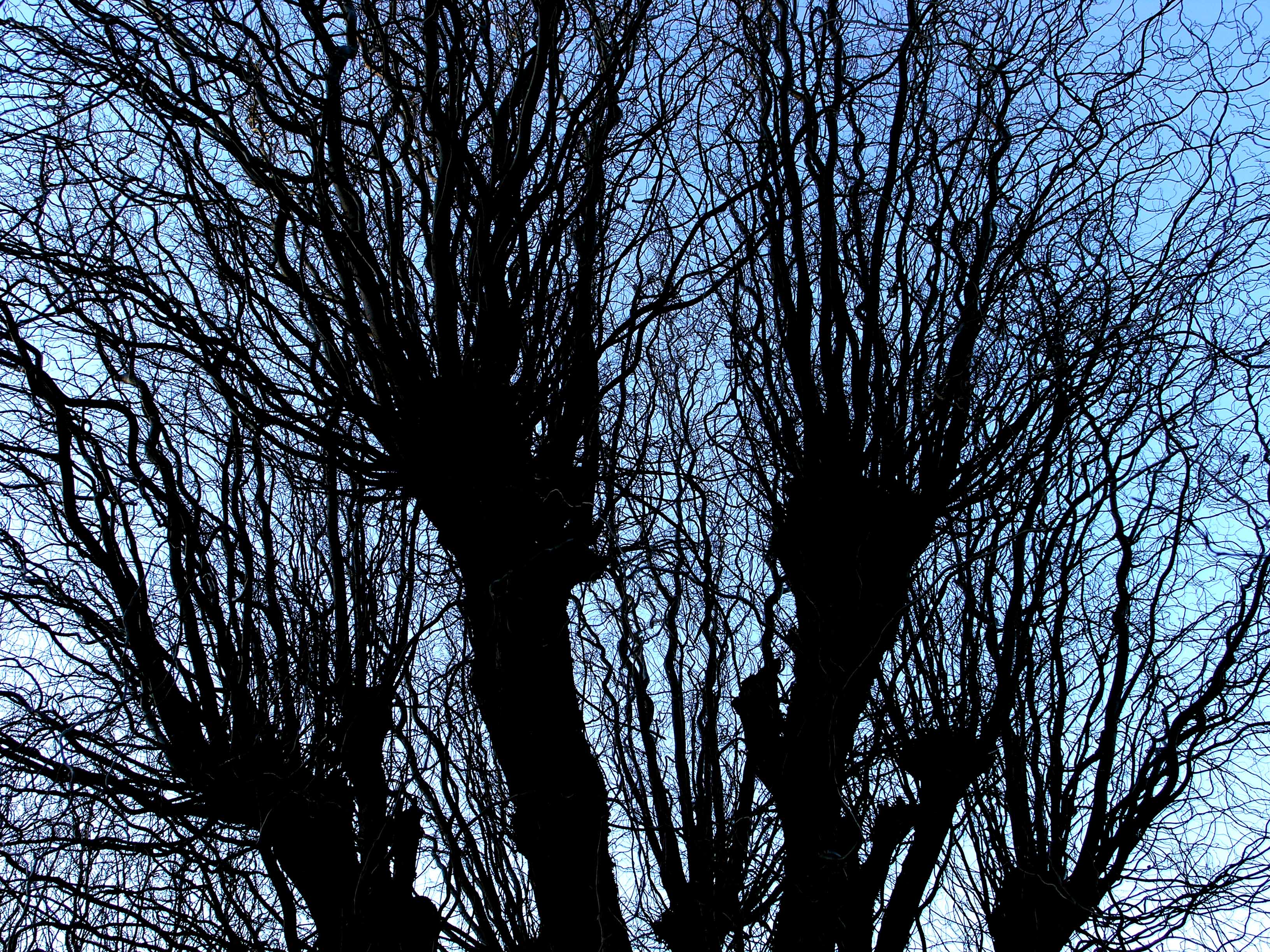 Bare Trees 4