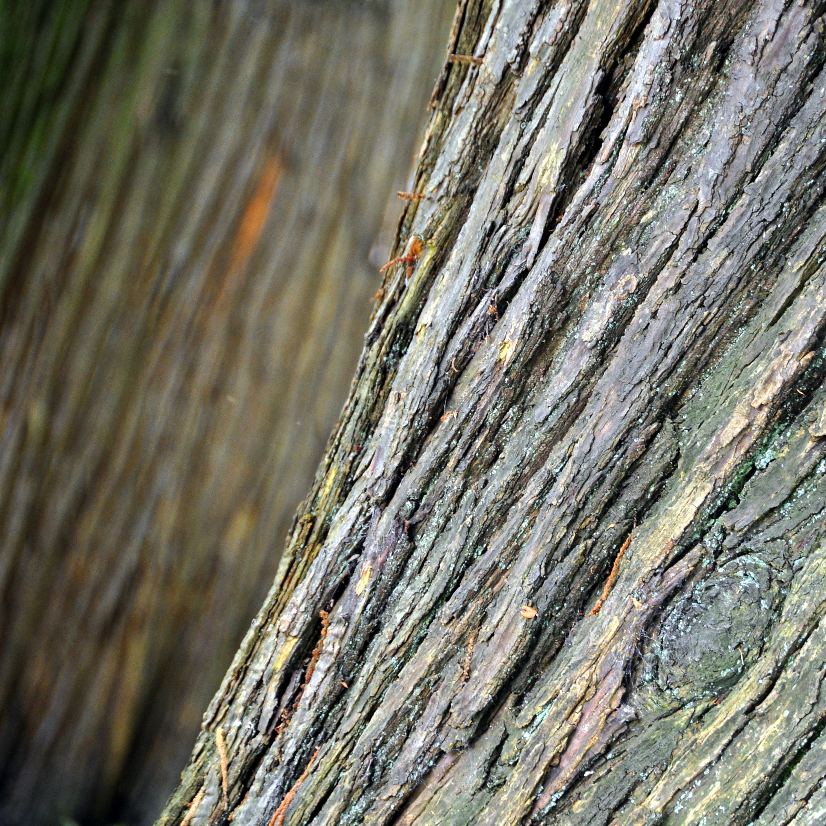 Bark (6097244665)
