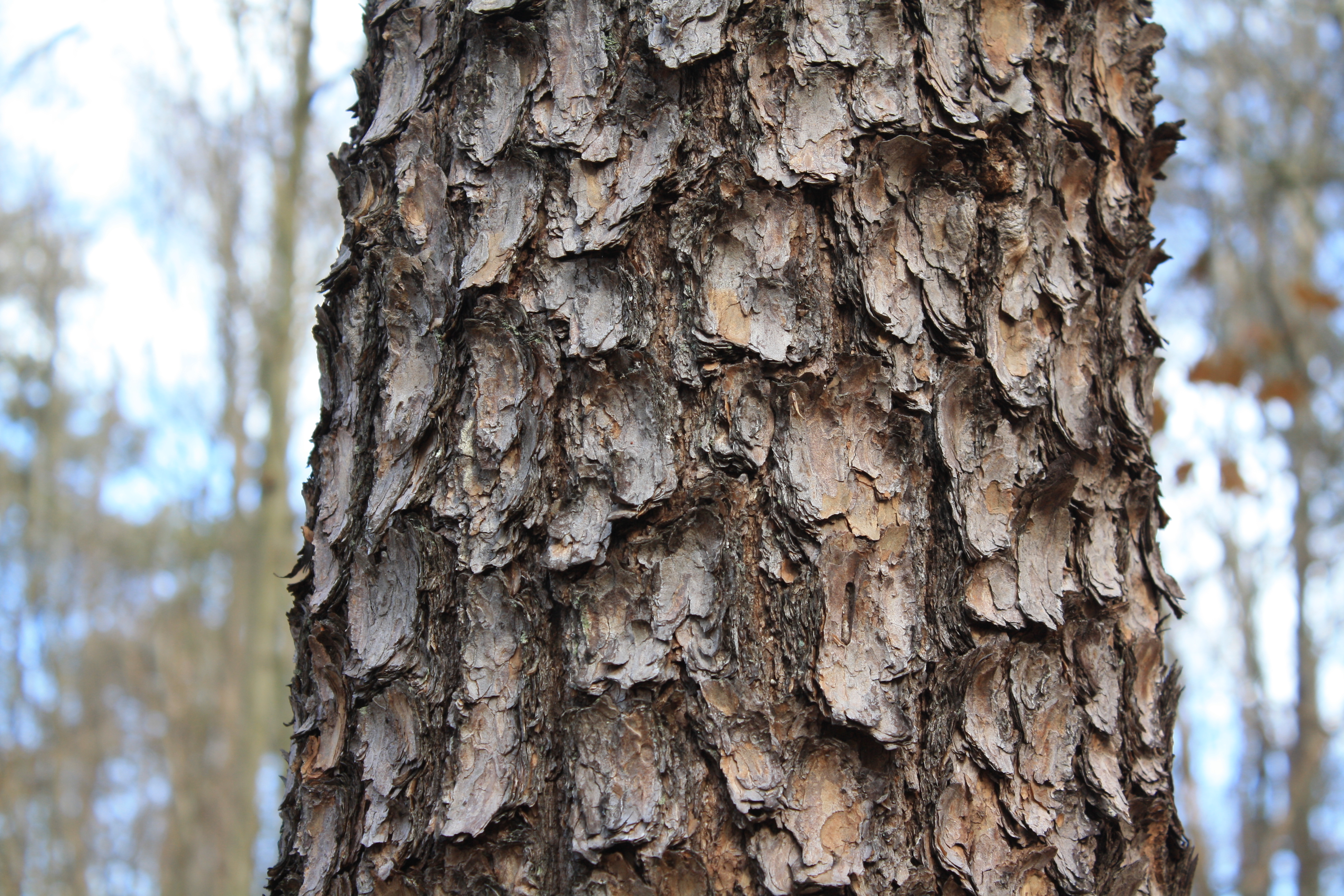 Bark of an adult pine (Pinus) tree