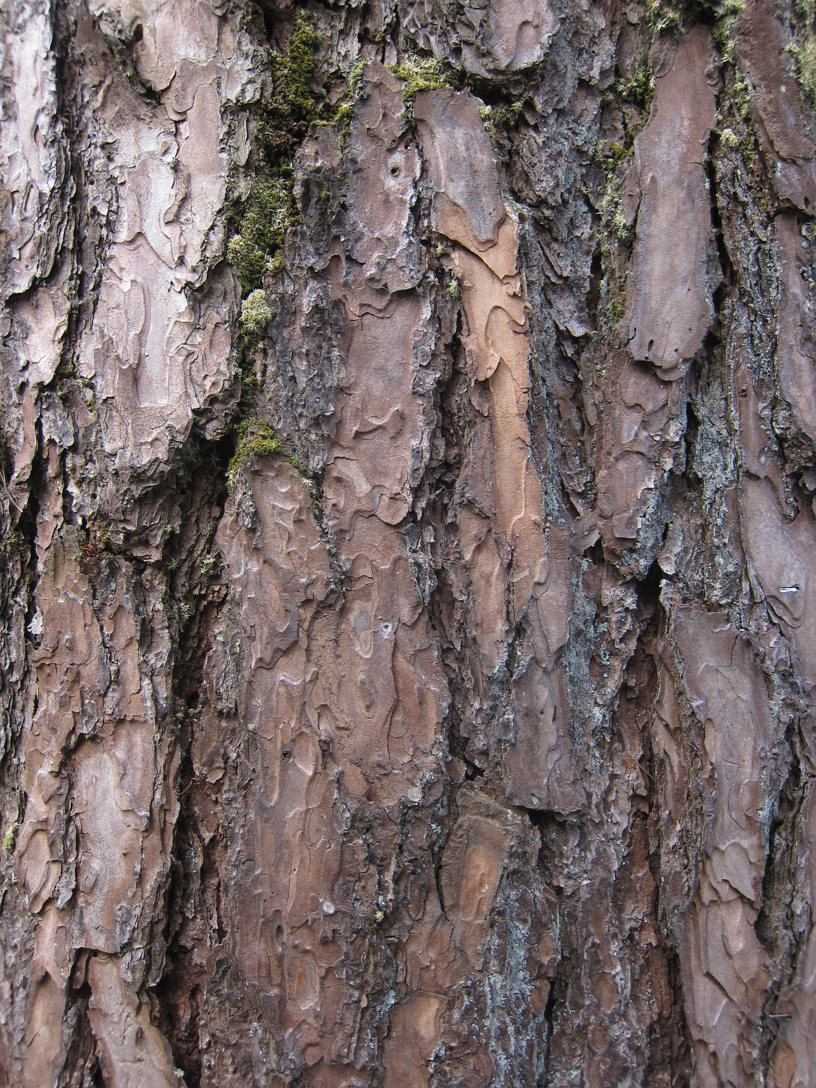 Bark of Benguet Pine